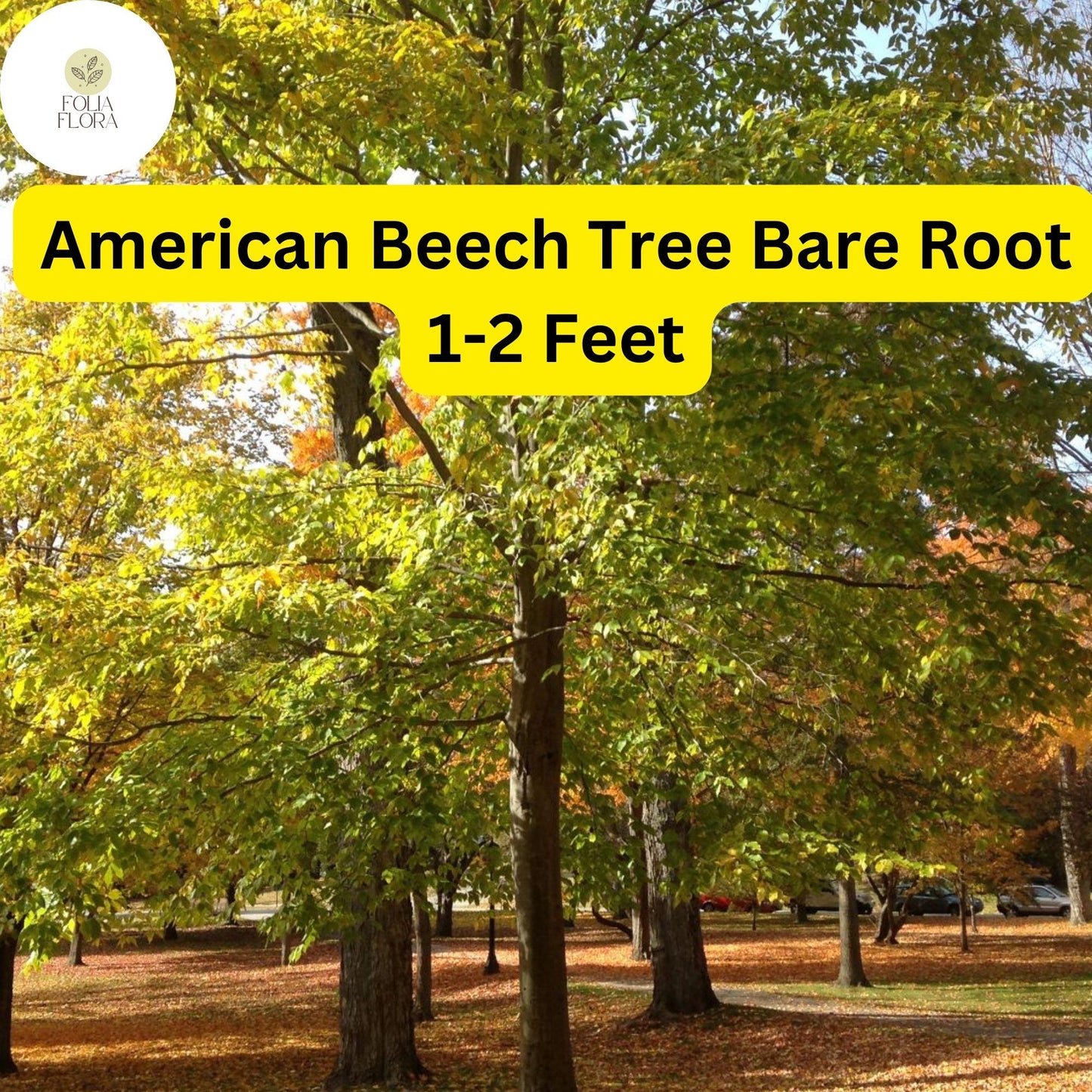 Fagus grandifolia American Beech Tree 1-2 ft Live Bare Root Plant for Zones 3-9