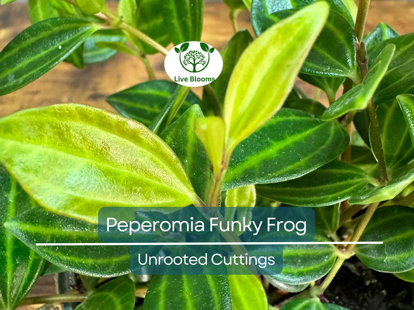 5 Peperomia Angulata Variegated Funky Frog 4" Unrooted Cuttings - Rare Easy Care Houseplant for Propagation