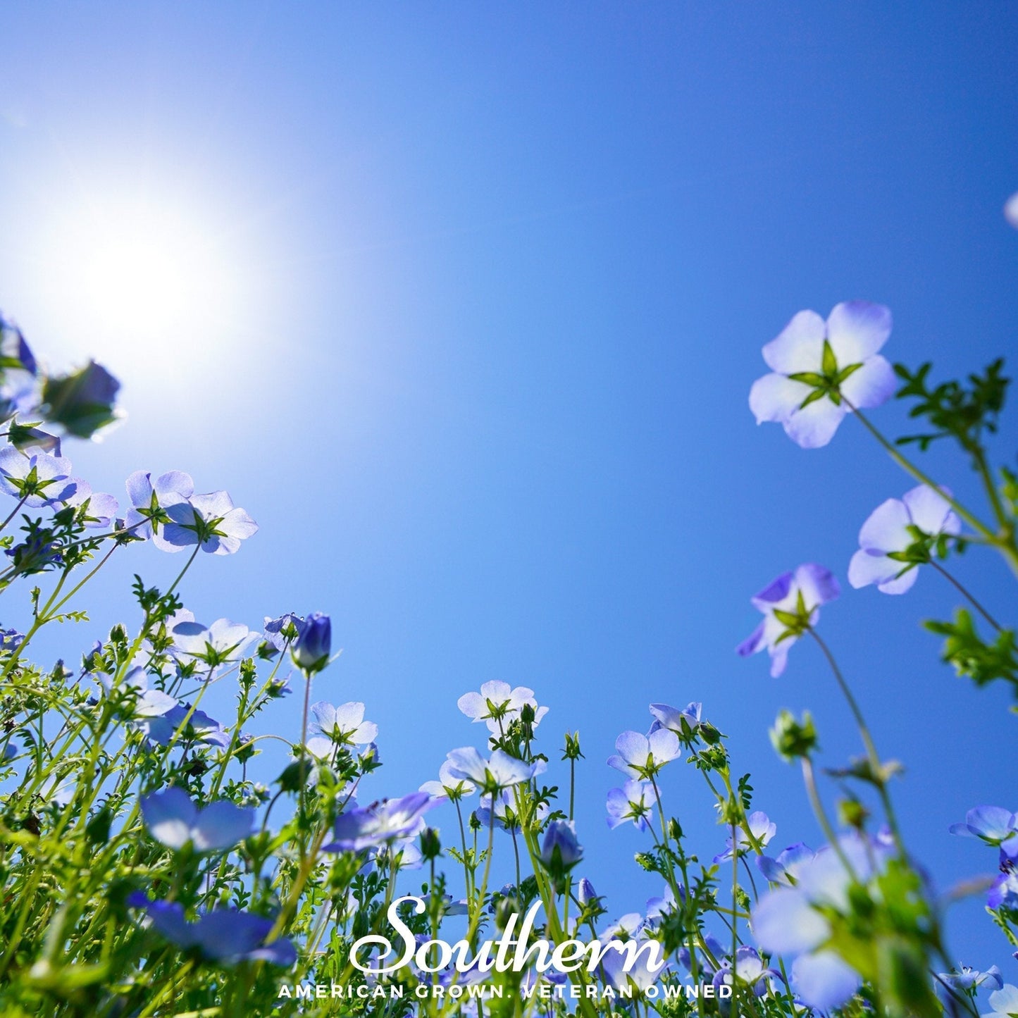 Baby Blue Eyes Seeds β 200 Heirloom Nemophila Menziesii Wildflower for Groundcover & Borders