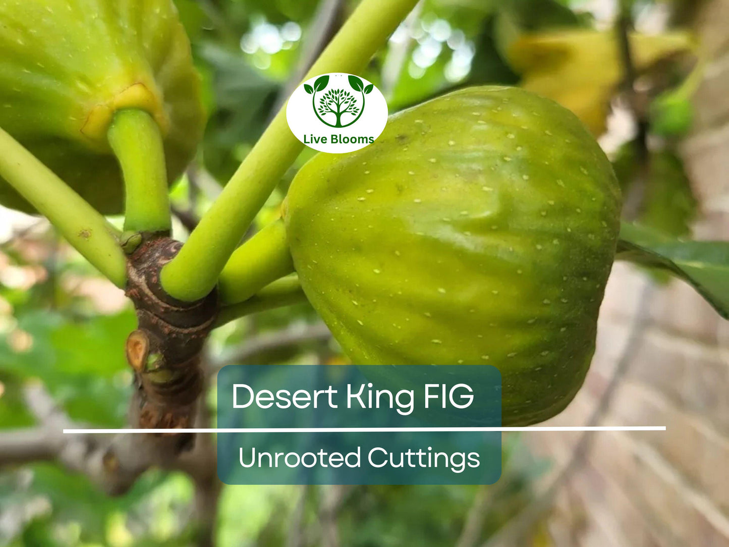 5 Desert King Fig Tree Unrooted Cuttings 6-8" Long - Ficus Carica for Propagation & Home Gardens