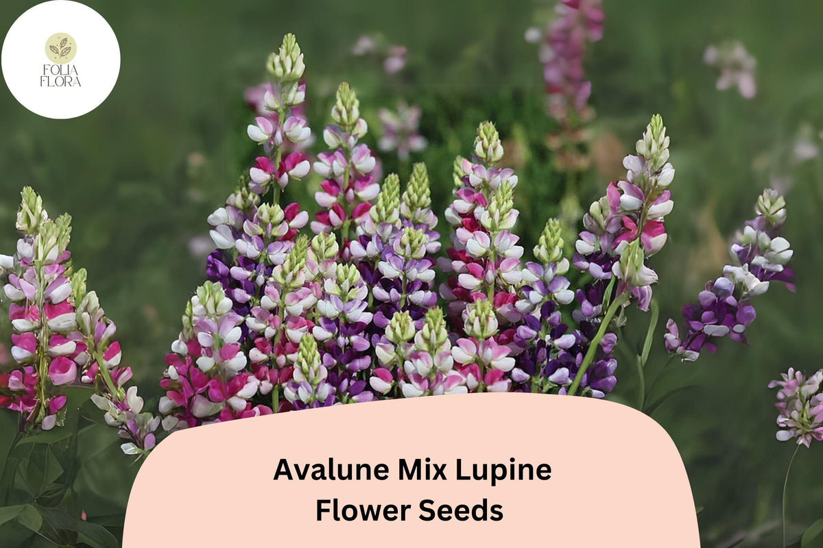Lupinus Avalune Mix Lupine Seeds – 25+ Bicolor Wildflowers for Pollinator Gardens