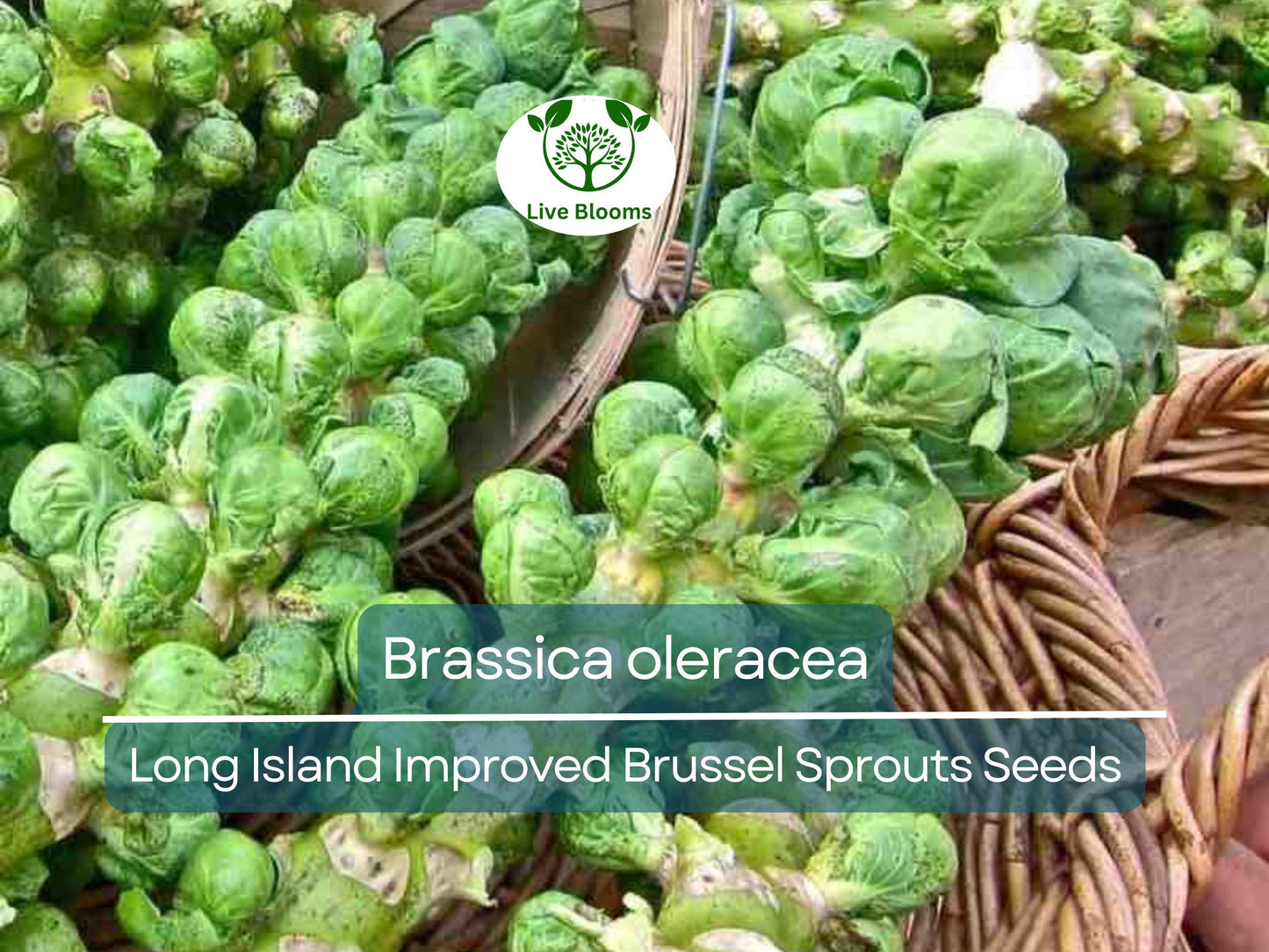 250 Seeds Long Island Improved Brussel Sprouts - Heirloom Brassica oleracea for Home Gardening