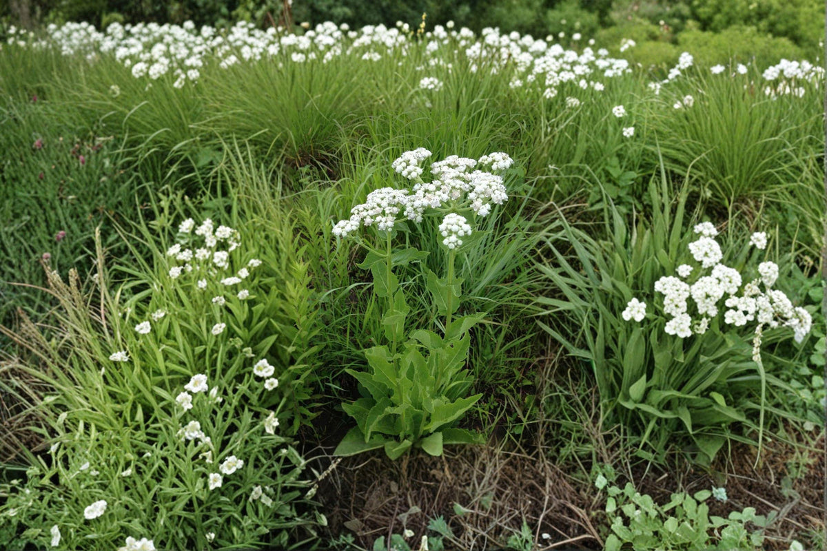 Wild Quinine Seeds - 25 Seeds - Creamy White Button Blooms - Parthenium integrifolium - Native Prairie Perennial