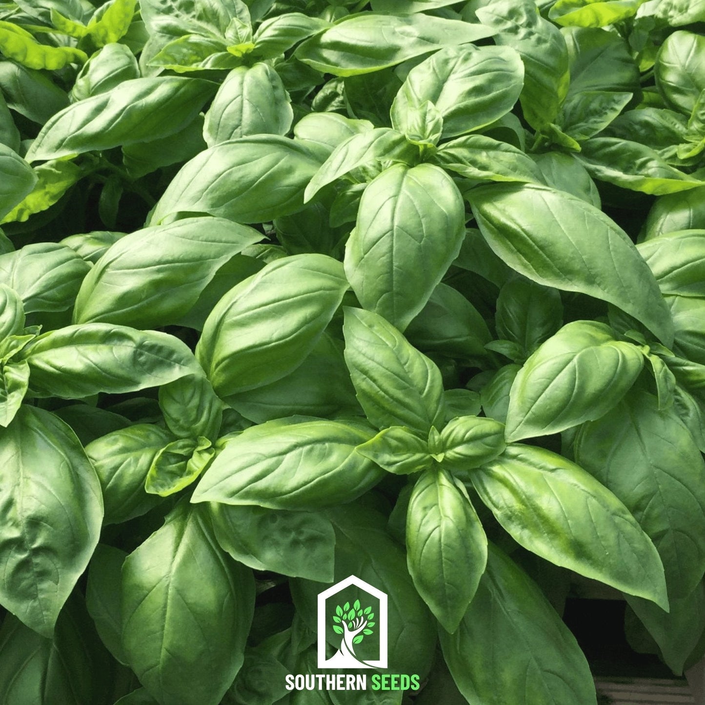 Italian Large Leaf Basil Seeds – Heirloom, Non-GMO, 250 Seeds for Pesto & Mediterranean Cooking