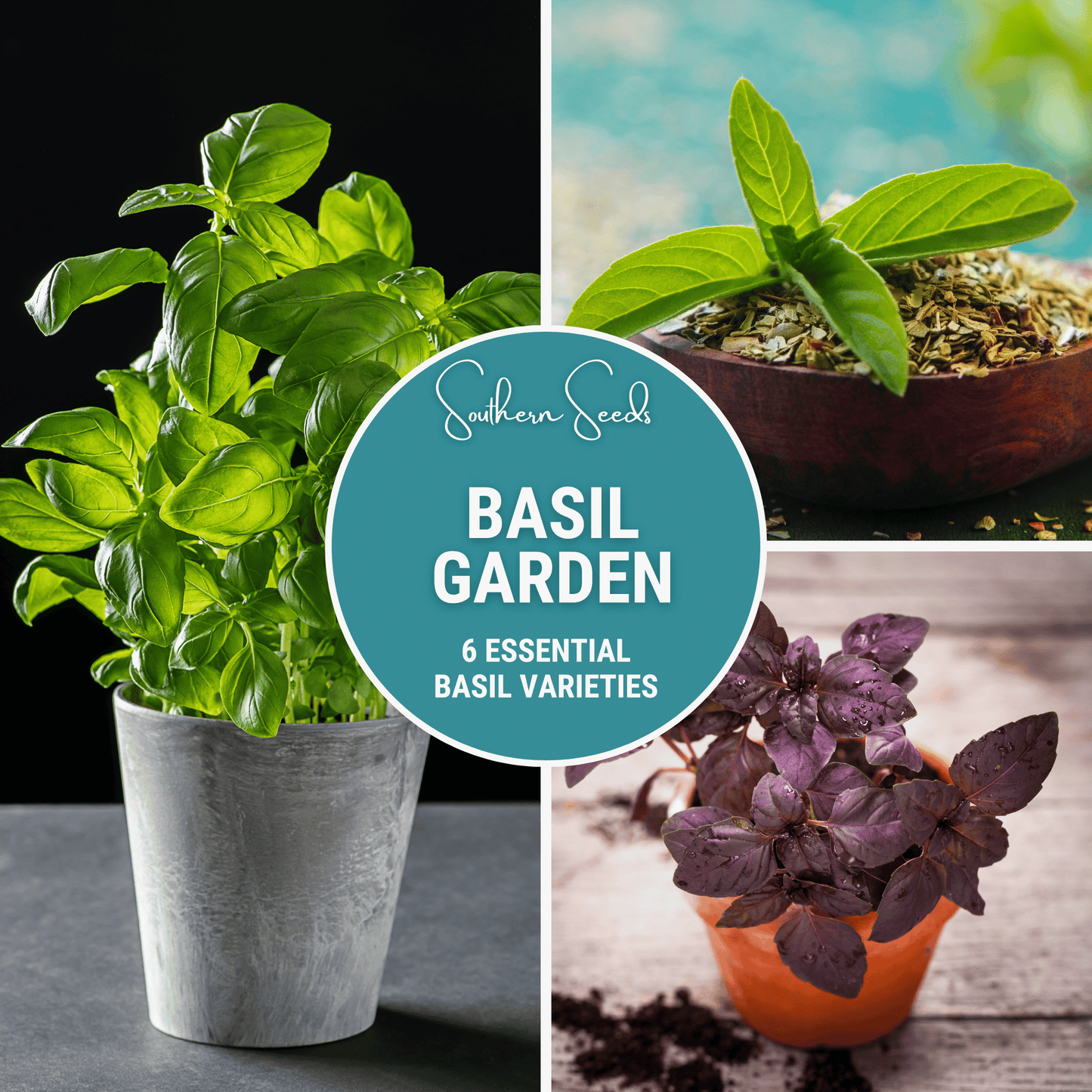 Basil Seed Collection β 6 Varieties Heirloom Non-GMO Seeds for Culinary Herbs, Pesto, Thai, Lemon, Holy, Cinnamon