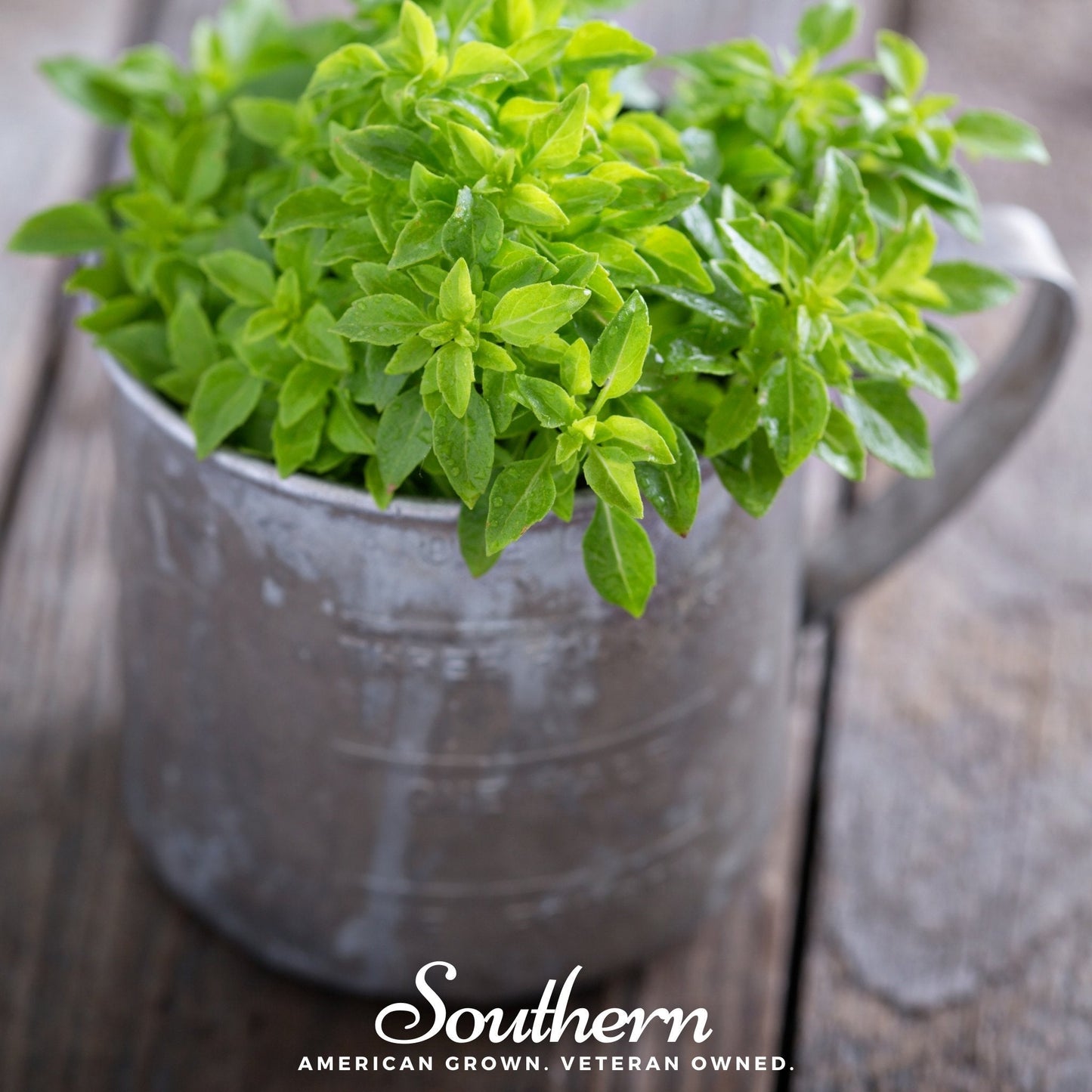 Spicy Globe Basil Seeds – 250 Heirloom, Compact, Edible Ornamental, Ocimum basilicum