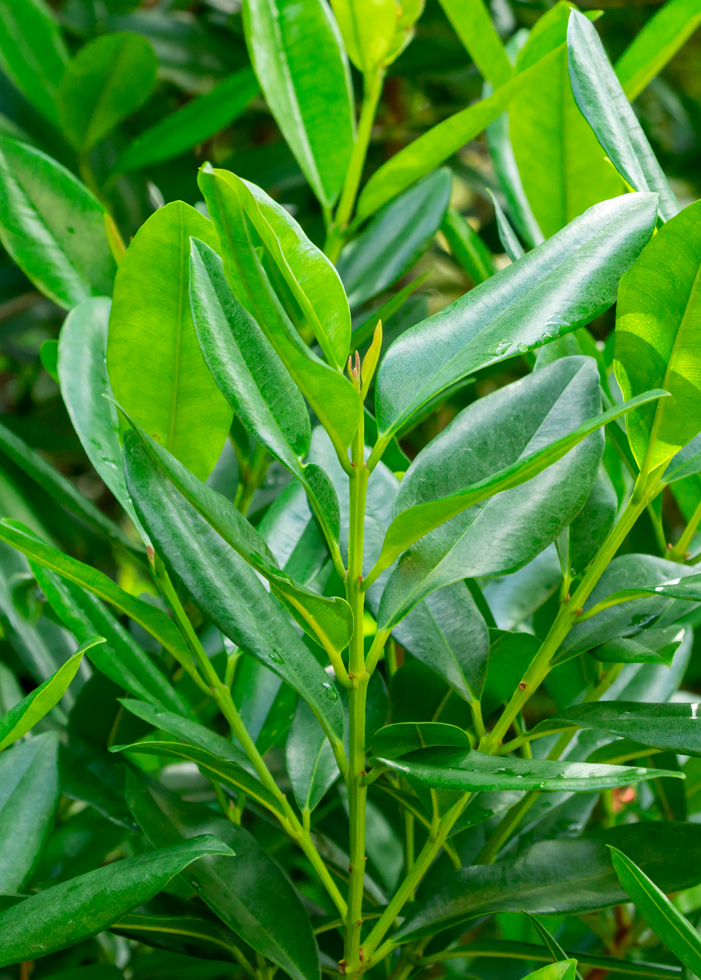 Bay Rum Tree Cutting, Tropical Evergreen, Aromatic Leaves, Pimenta racemosa