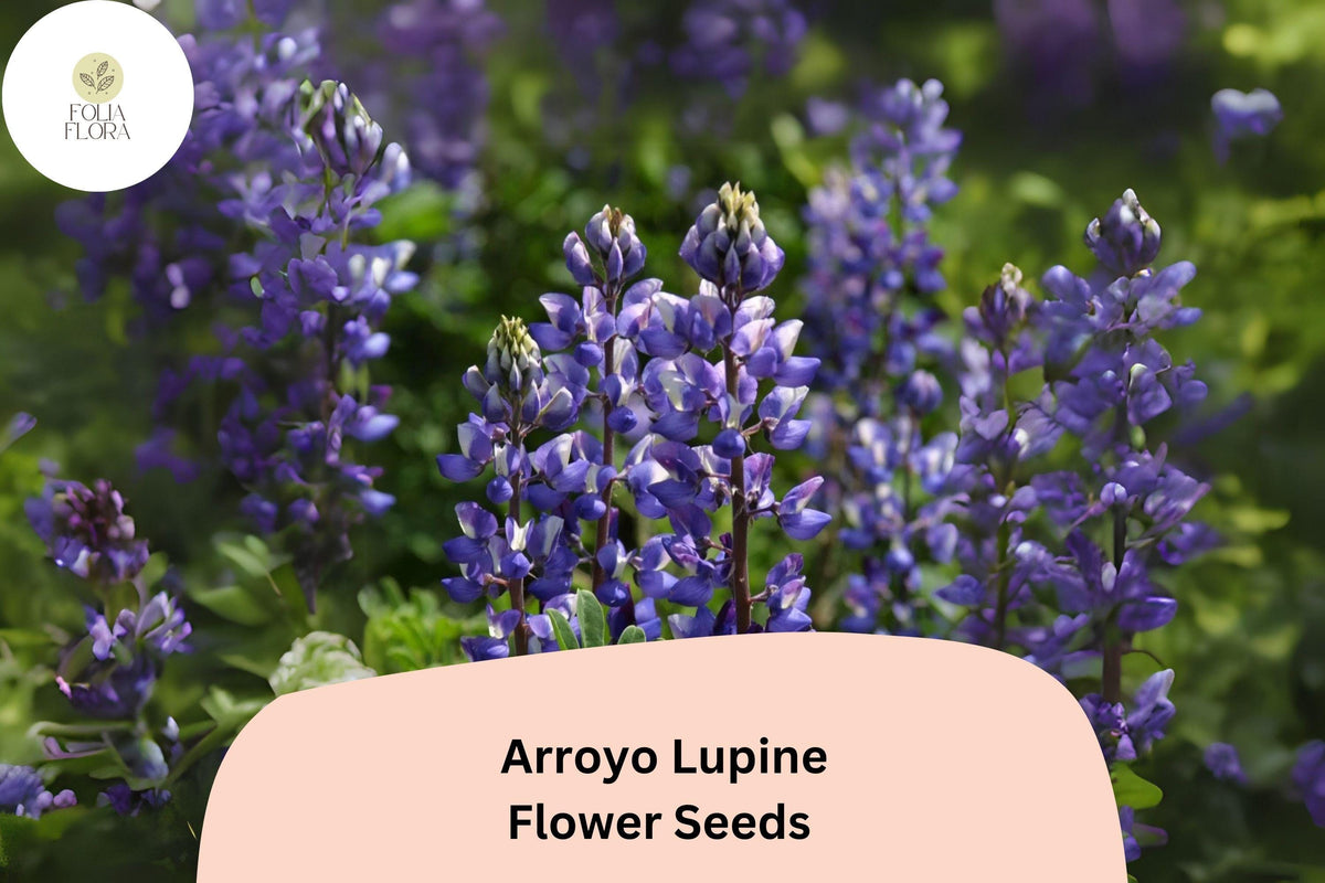 Lupinus succulentus Arroyo Lupine Seeds – 25+ Blue-Purple Wildflowers for Pollinator Gardens
