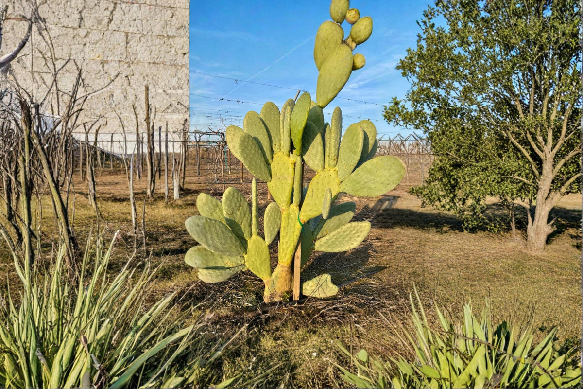 Nopal Cactus Cuttings 2 Unrooted Pads Prickly Pear Opuntia spp. Drought-Tolerant Desert Plant for Xeriscape Gardens