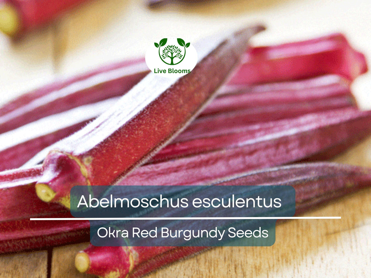 15 Okra Seeds Red Burgundy - High Yield, Heat-Tolerant, Unique Color, Abelmoschus esculentus - Ideal for Home Gardens