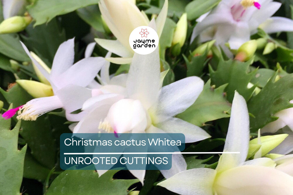 5 Christmas Cactus Cuttings 4"-5" Unrooted | White Blooms | Easy Propagation | Holiday Cactus (Schlumbergera)
