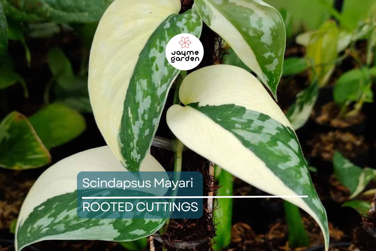 Scindapsus Mayari Cutting - Rare Variegated Aroid Plant with 1-2 Leaves - Scindapsus sp. 'Mayari' - Stunning Indoor Houseplant
