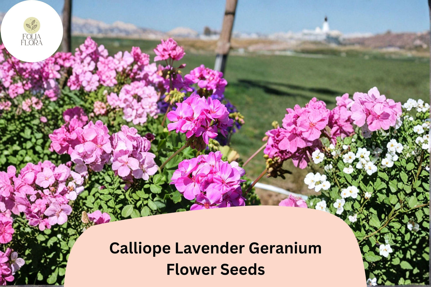25+ Calliope Lavender Geranium Seeds | Hybrid Zonal Ivy Geranium with Bright Purple Blooms