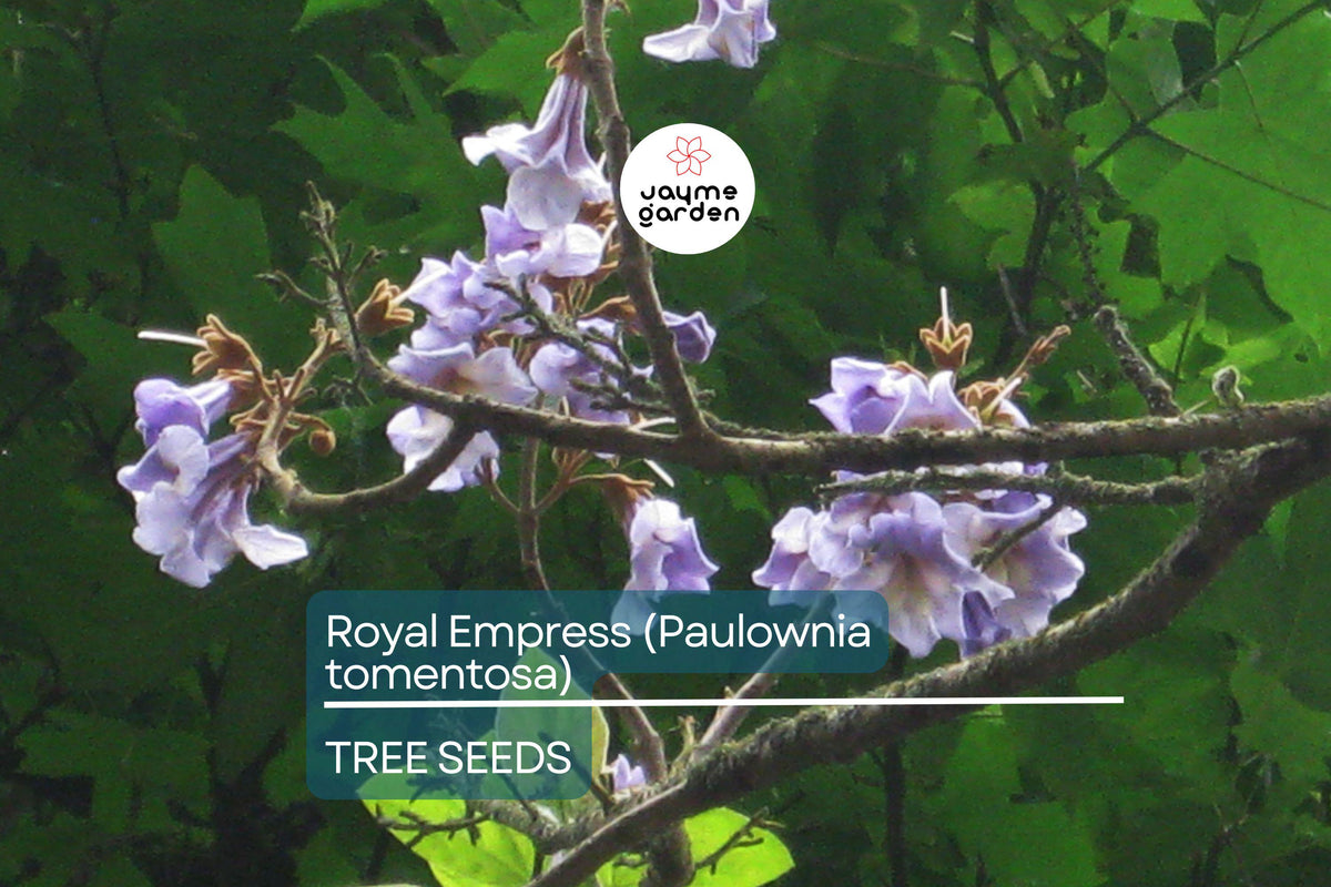 Royal Empress Tree Seeds - 50 Non-GMO Fast Growing Lavender Flower Seeds - Paulownia tomentosa - Shade & Air Purification Tree