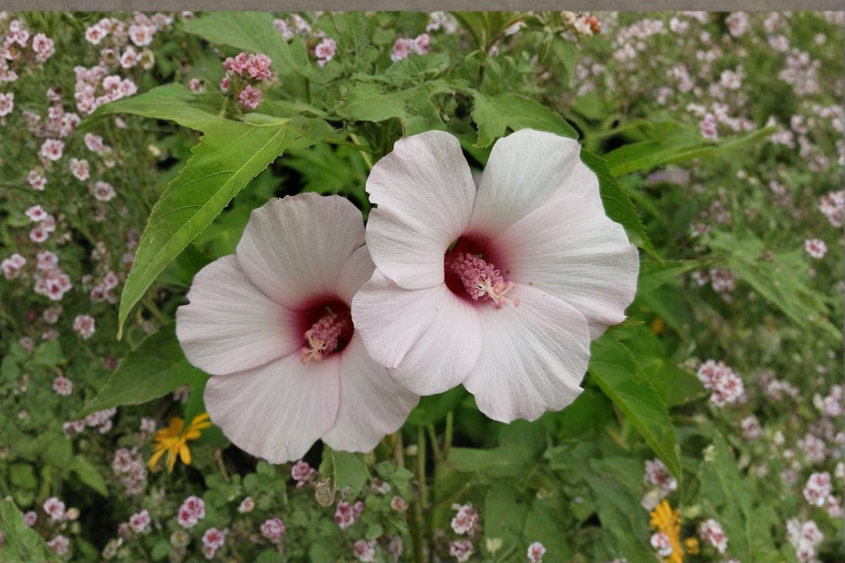 Rose Mallow Seeds - 20 Hibiscus militaris - Native Hardy Perennial with Large Pink Blooms - Wetland Plant for Gardens