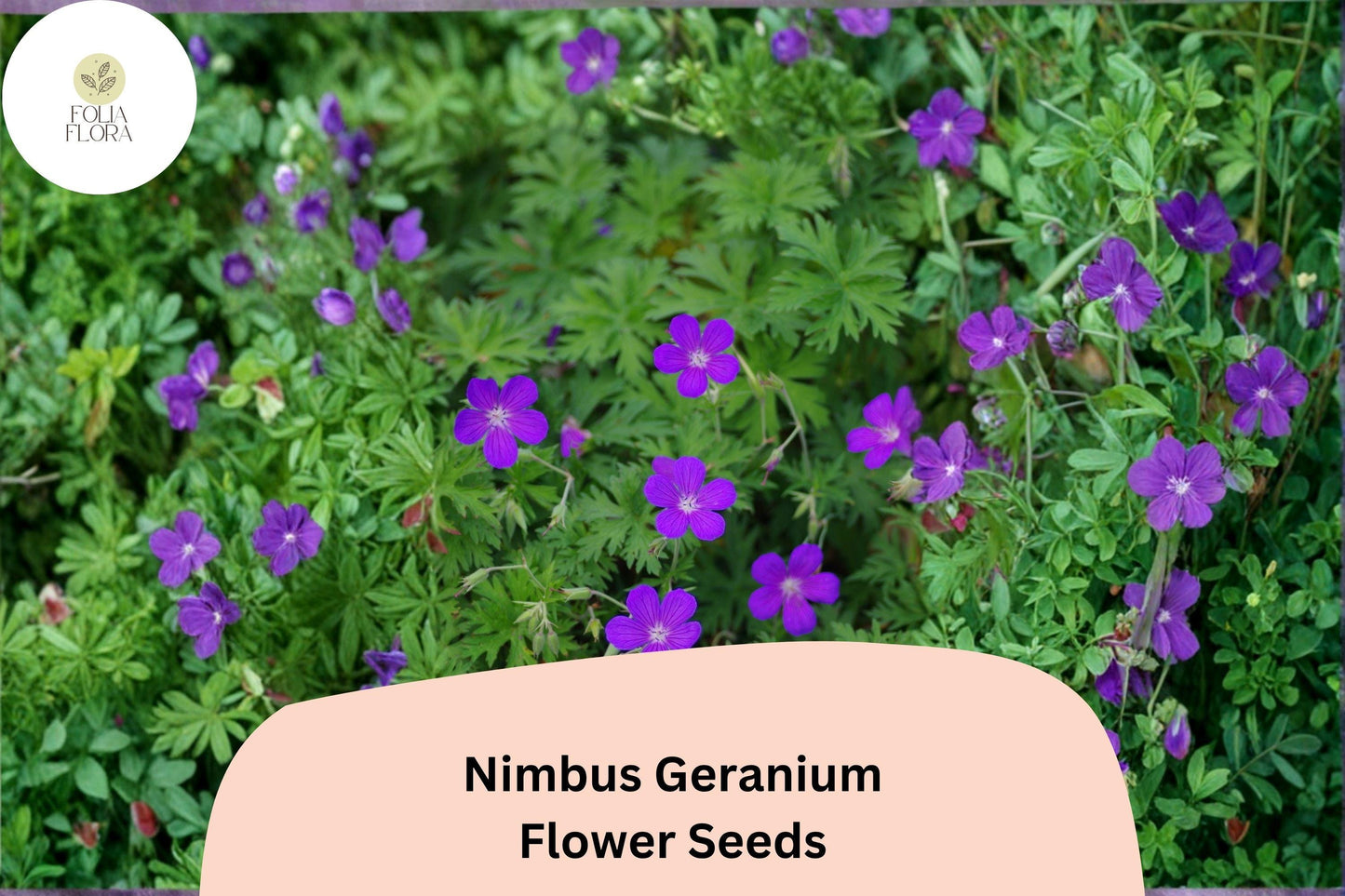 25+ Nimbus Geranium Seeds | Hardy Perennial with Soft Purple Blooms for Garden Borders