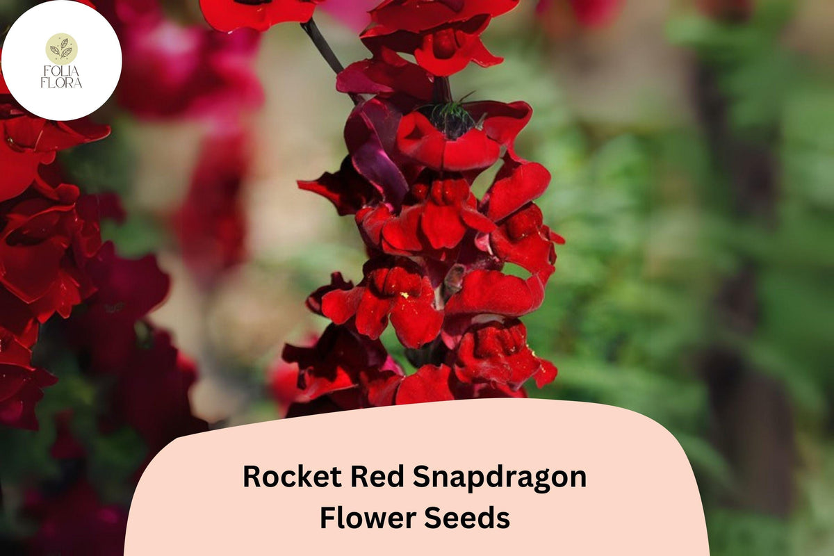 Antirrhinum majus Rocket Red Snapdragon Seeds – 1000+ Deep Red Blooms for Garden & Cut Flowers