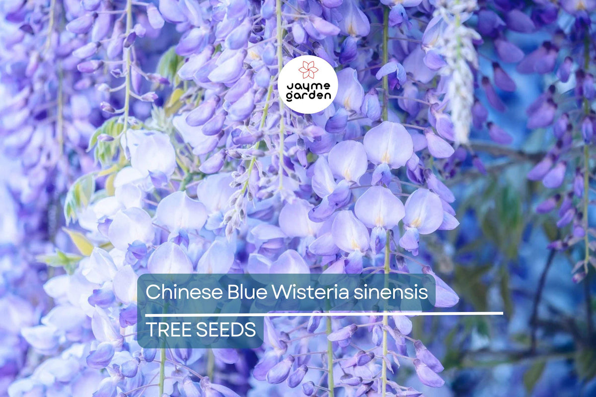 Chinese Blue Wisteria Seeds - Fast-Growing Climbing Vine, Wisteria sinensis, Hardy Perennial for Trellises & Gardens