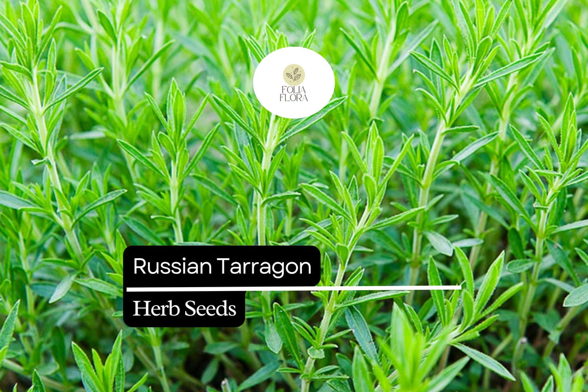 1500 Seeds Russian Tarragon Herb - Culinary Perennial, Drought-Tolerant, Green Leaves, Artemisia dracunculoides for Flavorful Dishes