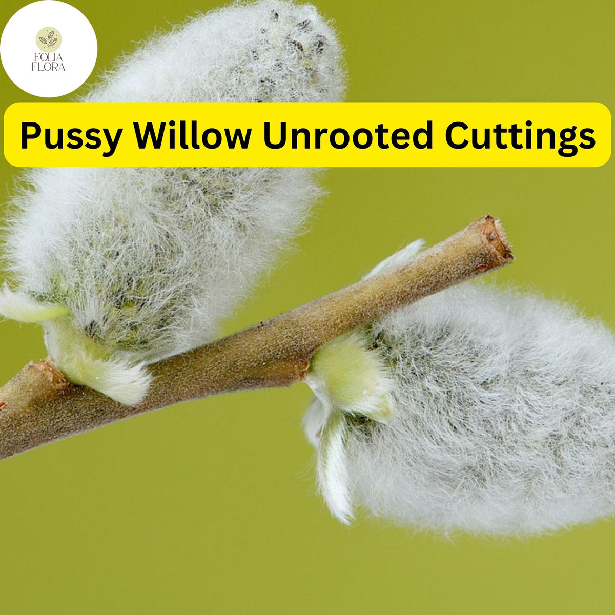 10 Unrooted Pussy Willow Cuttings - Salix Discolor - Silvery Catkins for Easy Rooting and Fast-Growing Privacy Screens