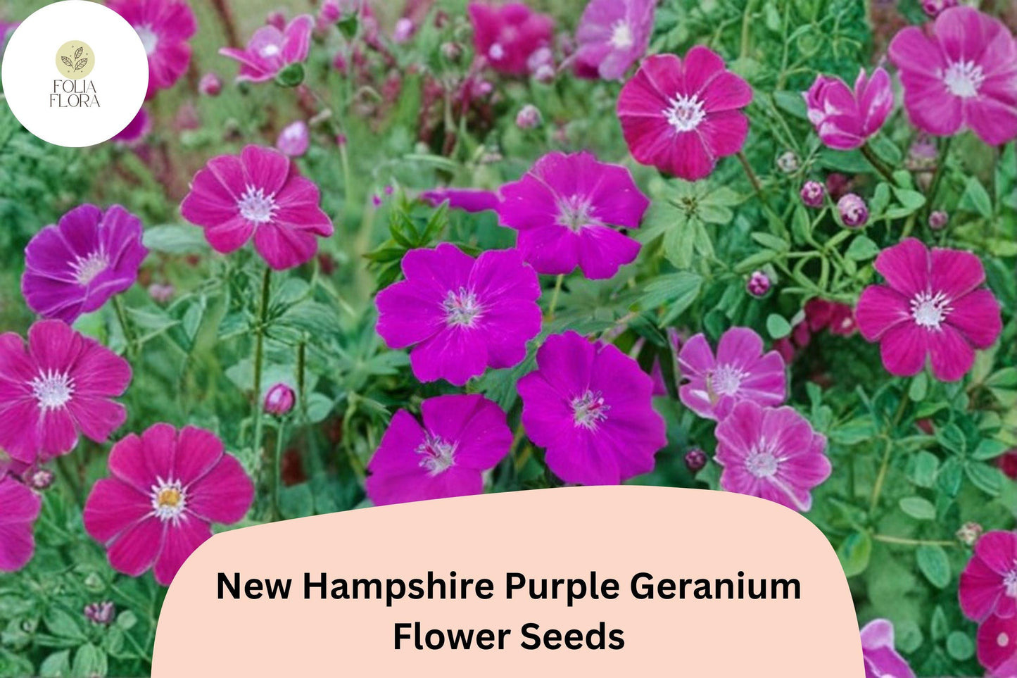 25+ New Hampshire Purple Geranium Seeds | Hardy Perennial with Vibrant Purple Blooms