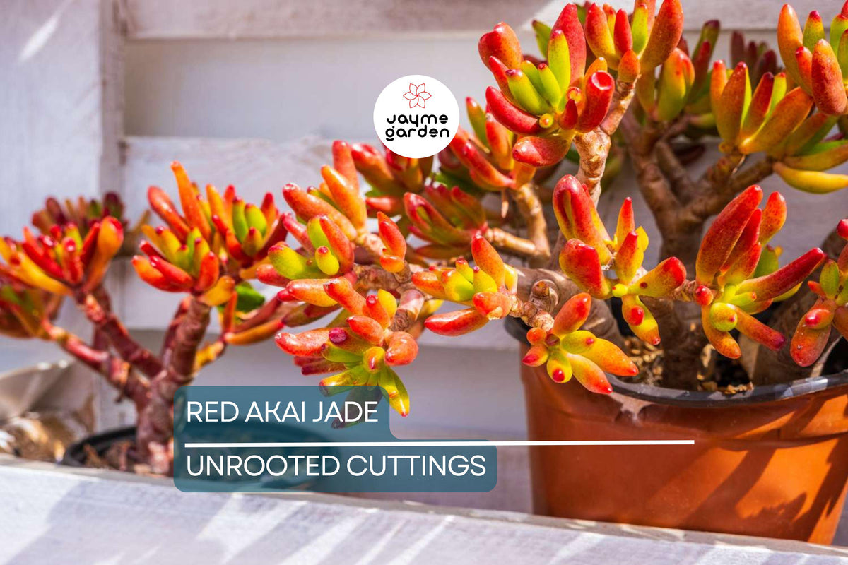 Rare Red Akai Jade Succulent Cutting 5-6" Unrooted Crassula Ovata for Propagation, Unique Red-Tipped Leaves, Indoor Plant