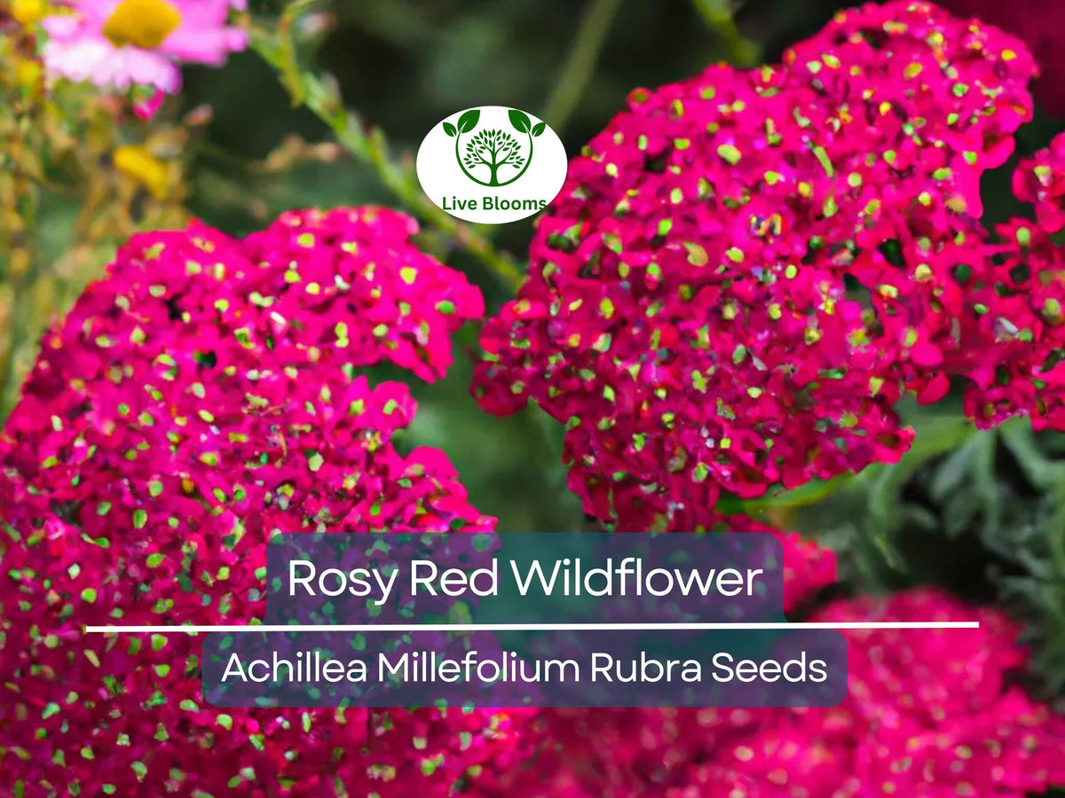 1,000 Rosy Red Wildflower Seeds | Achillea Millefolium Rubra, Pollinator-Friendly Perennial Yarrow, Easy to Grow, Drought Tolerant