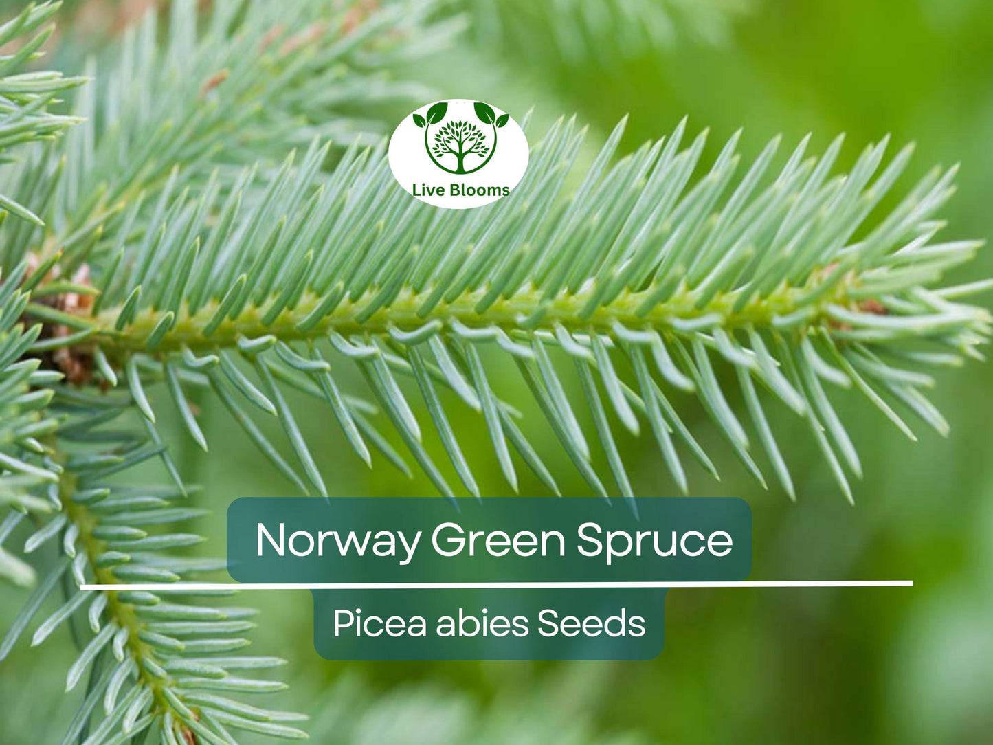 50 Norway Green Spruce Seeds (Picea abies) - Hardy Evergreen Tree for Landscaping & Holiday Decorations