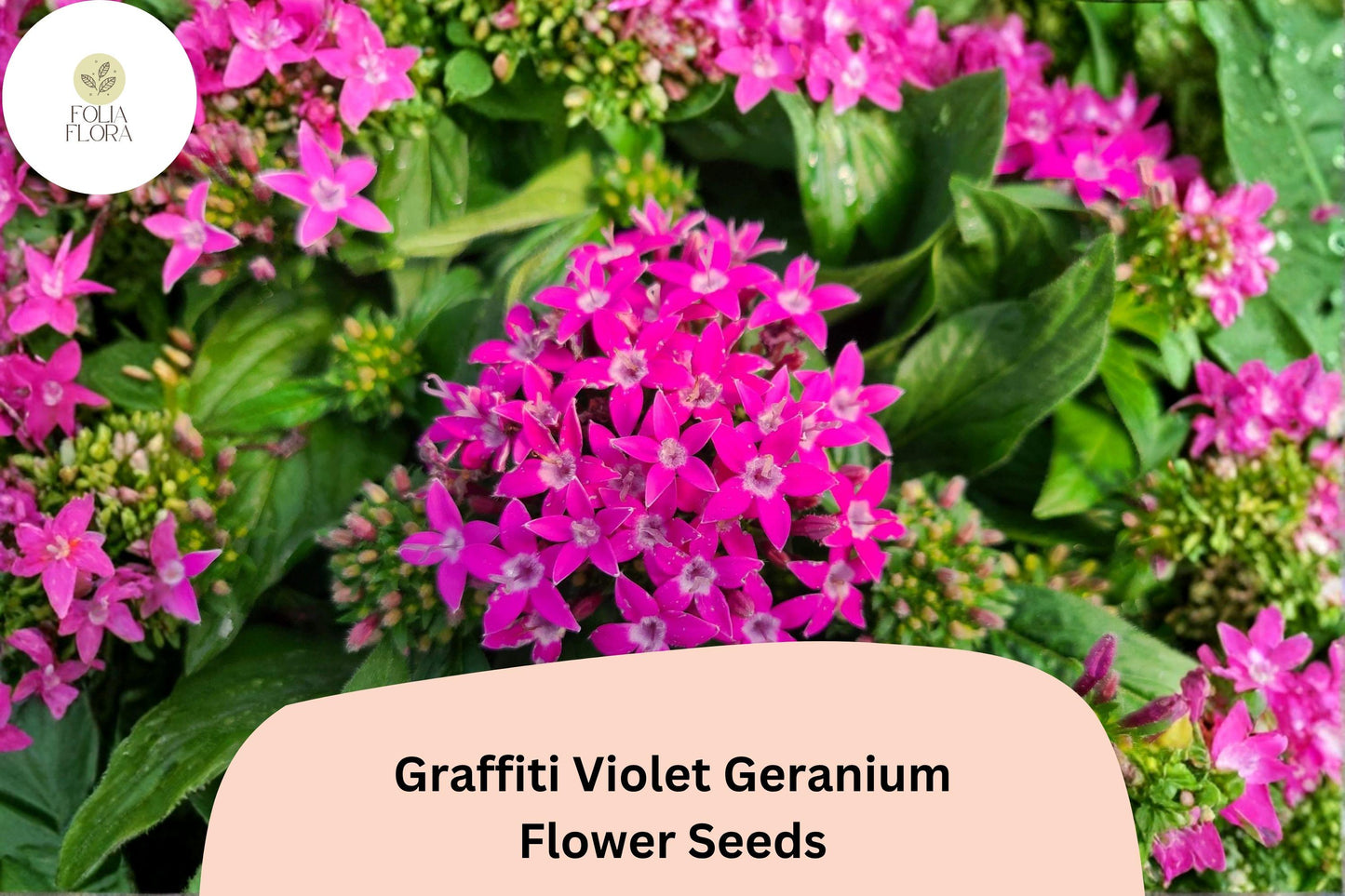 25+ Graffiti Violet Geranium Seeds | Purple Zonal Pelargonium for Full Sun Gardens