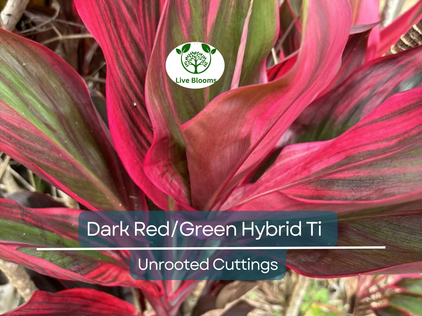 3 Hawaiian Dark Red/Green Hybrid Ti Leaf Fresh Cuttings 6" Starter Logs - Cordyline Fruticosa Tropical Plant