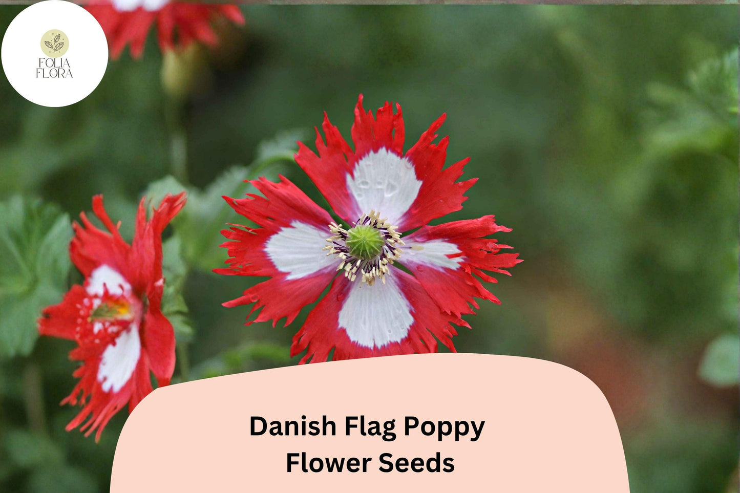 200+ Danish Flag Poppy Seeds - Red & White Blooms for Full Sun Gardens