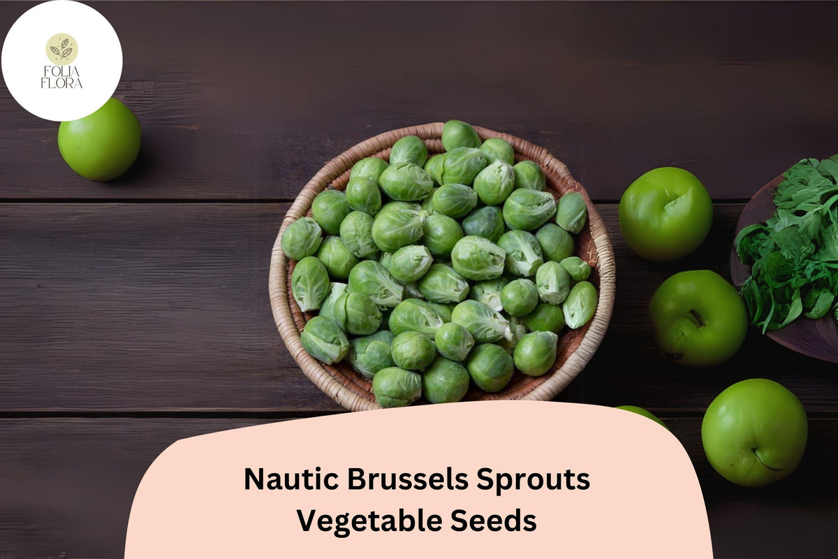 500+ Nautic F1 Brussels Sprouts Seeds – High-Yield, Cold-Hardy Hybrid for Fall & Winter Gardens
