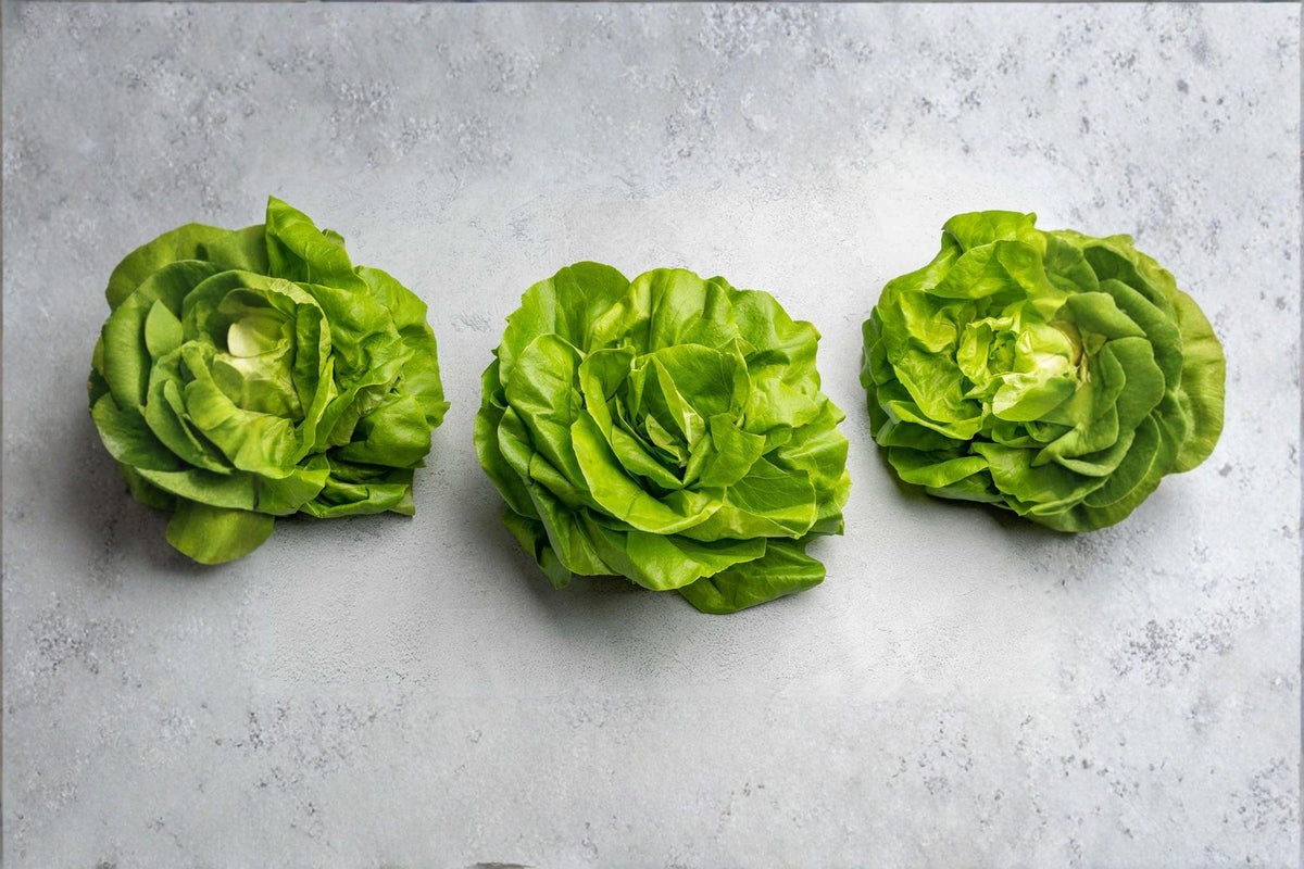 Bibb Butterhead Lettuce Seeds - 700 Heirloom Seeds, Lactuca sativa, Soft Sweet Leaves for Salad Gardens & Containers