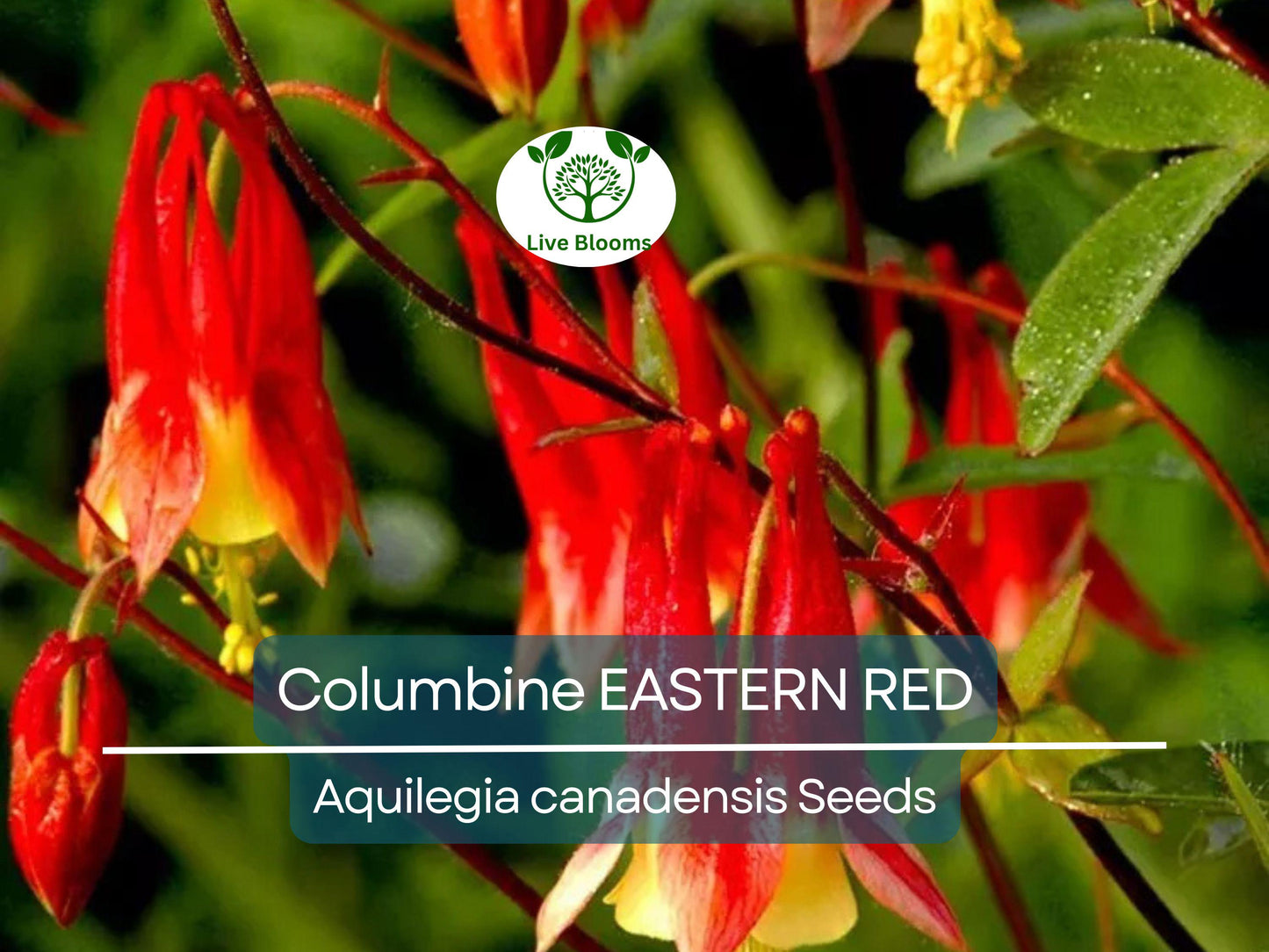 500 Seeds Columbine EASTERN RED Perennial - Aquilegia canadensis, Part-Shade, Pollinator Friendly, Non-GMO