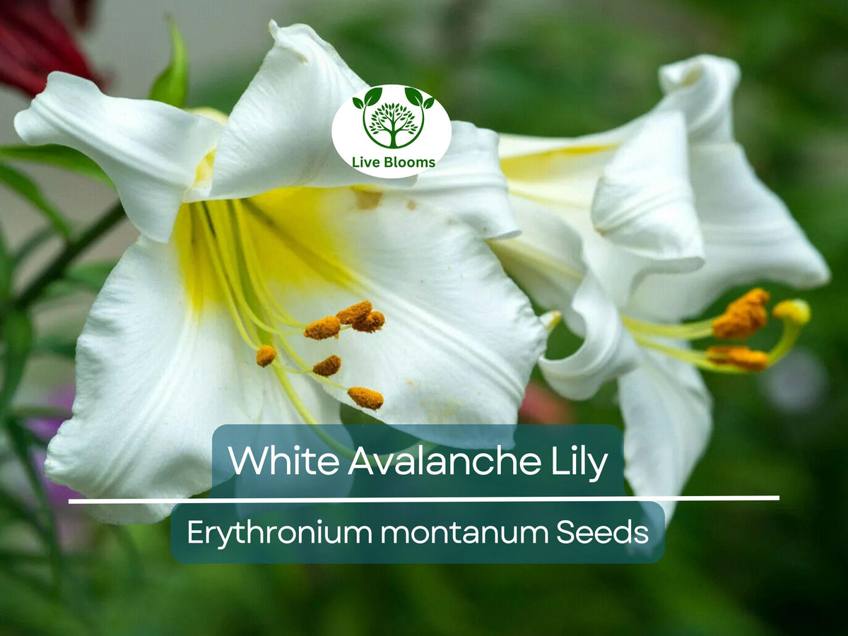 10 White Avalanche Lily Seeds | Erythronium montanum | Perennial Shade Flower | Easy to Grow, Pollinator-Friendly Garden Plant