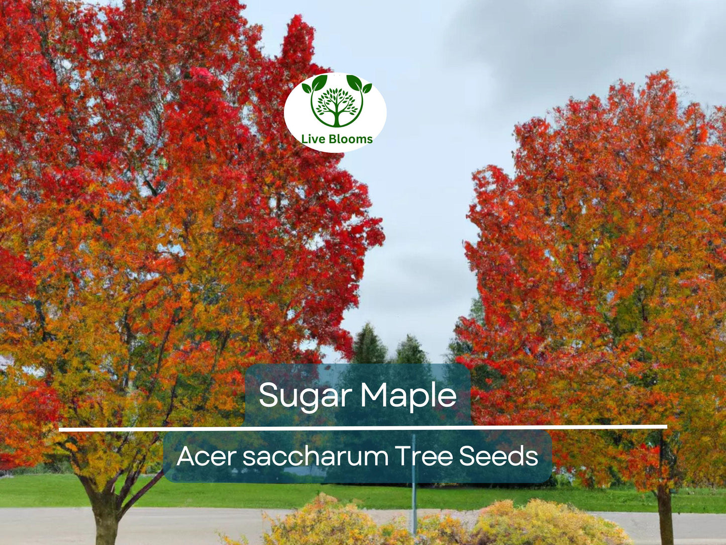 30 Sugar Maple Tree Seeds (Acer saccharum) for Fall Color, Edible Maple Syrup, Hardy Shade Tree