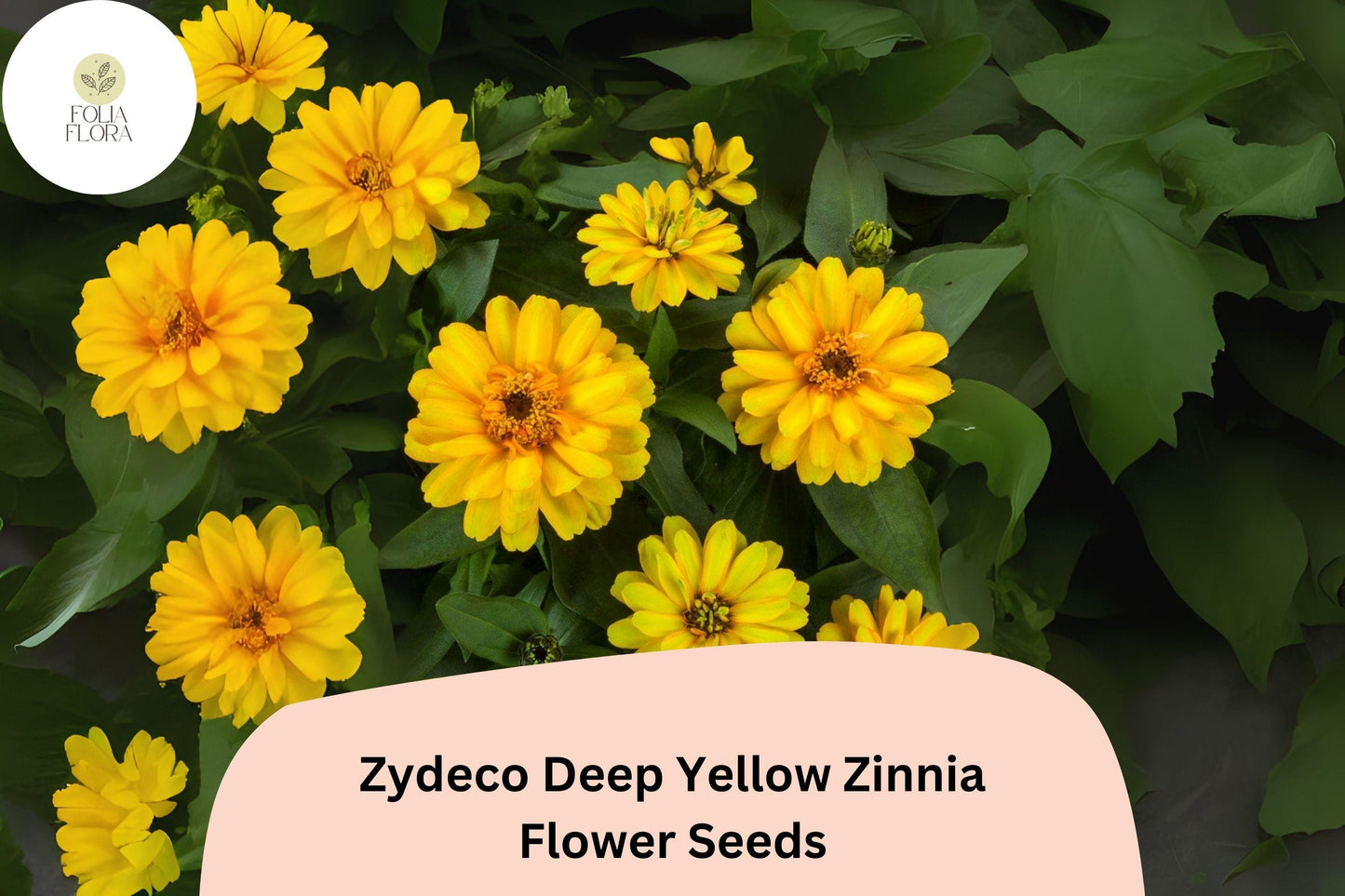 100+ Zydeco Deep Yellow Zinnia Seeds – Bright Golden Blooms for Garden Beds, Borders & Cut Flowers