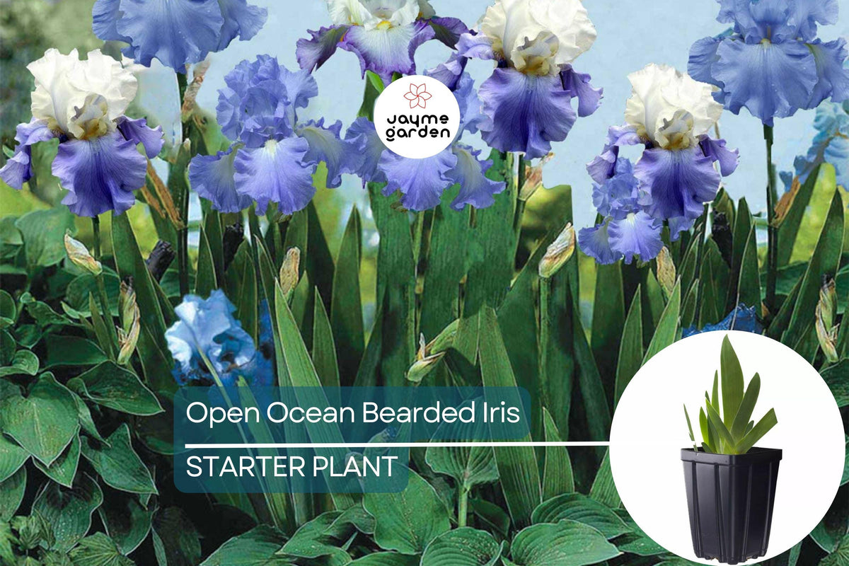 Open Ocean Bearded Iris Quart Pot | Reblooming Lilac Blue Perennial | Iris germanica 'Open Ocean' | Deer Resistant, Hardy Zones 3-10
