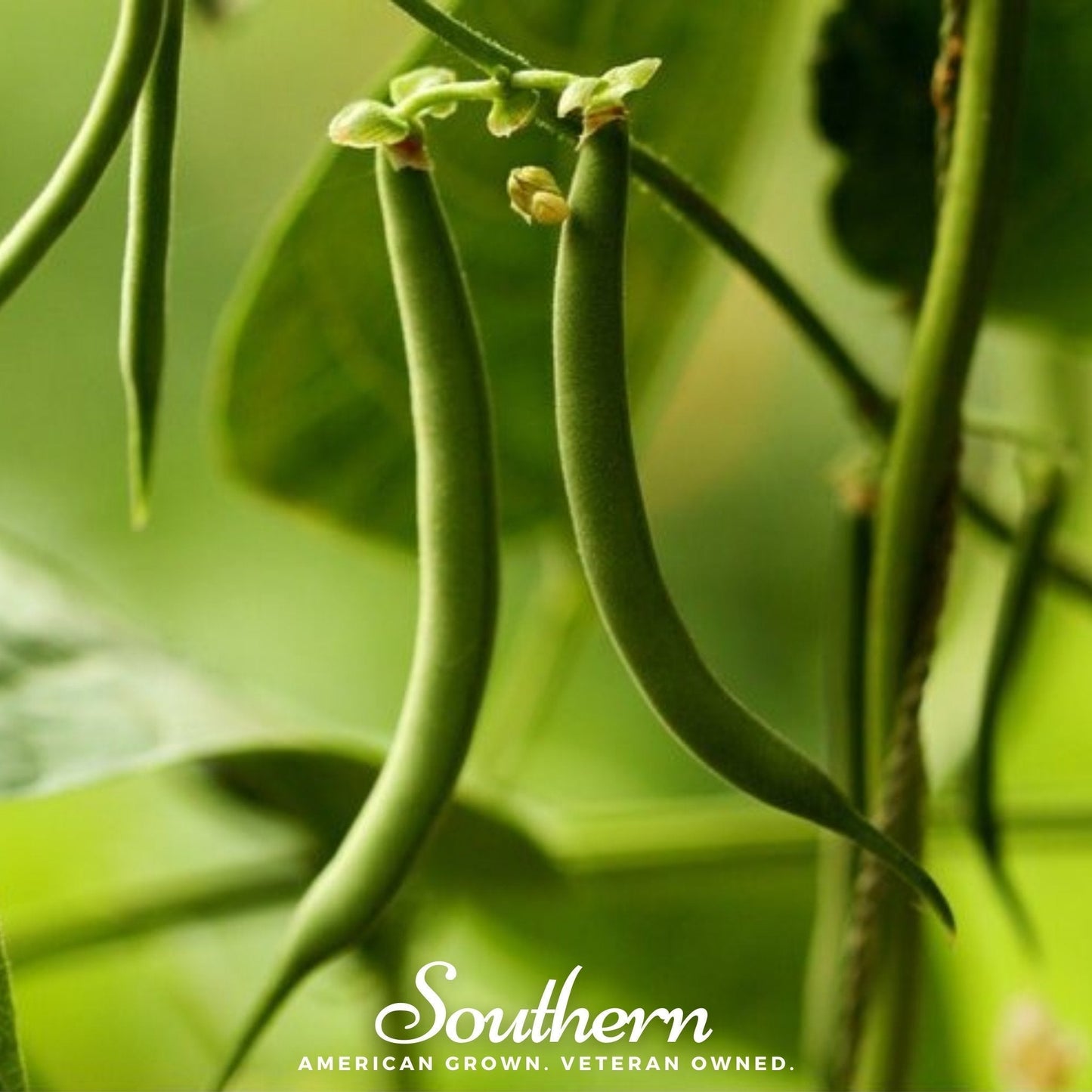 Kentucky Blue Pole Bean Seeds – Heirloom, Non-GMO, Open Pollinated, 50 Seeds, Climbing Bean, USDA Zone 3-10