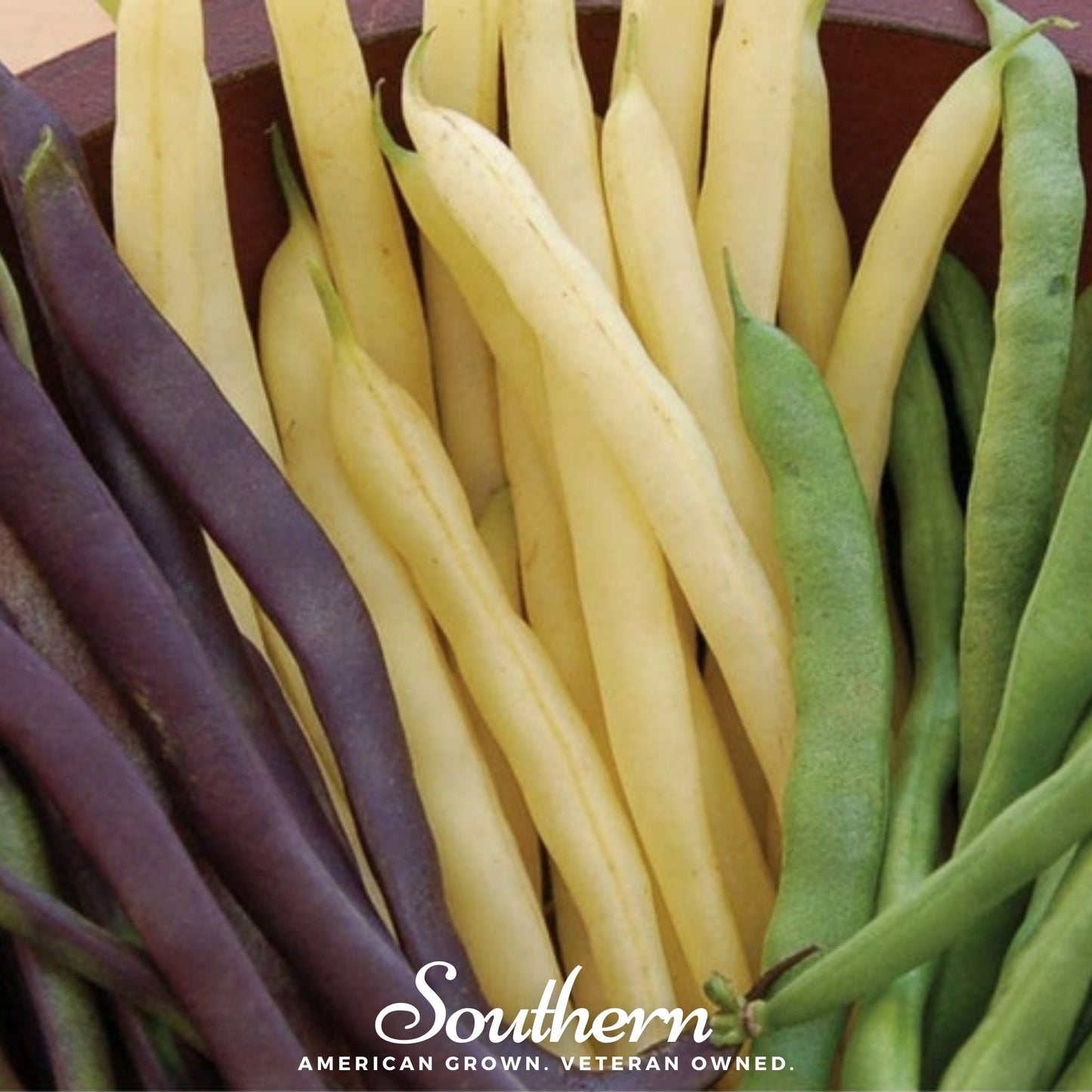 Multicolored Heirloom Pole Bean Seeds – 30 Seeds, Rainbow Mix, Climbing Edible Vines, Phaseolus vulgaris
