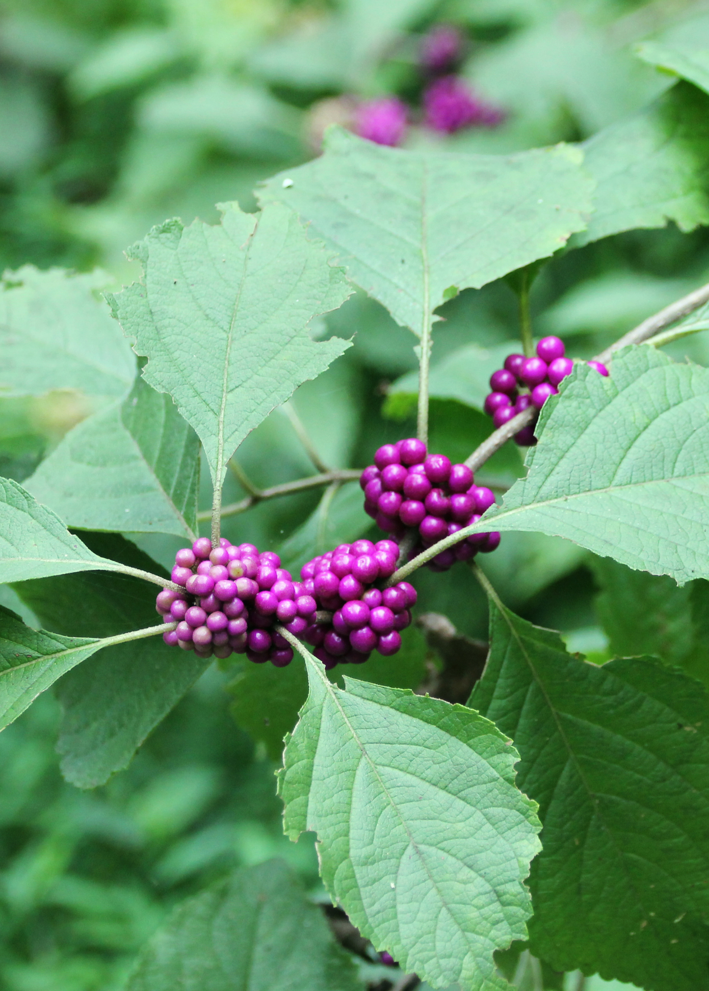 Beautyberry Shrub with Purple Berries, Native Callicarpa americana, Ornamental & Wildlife Garden Plant