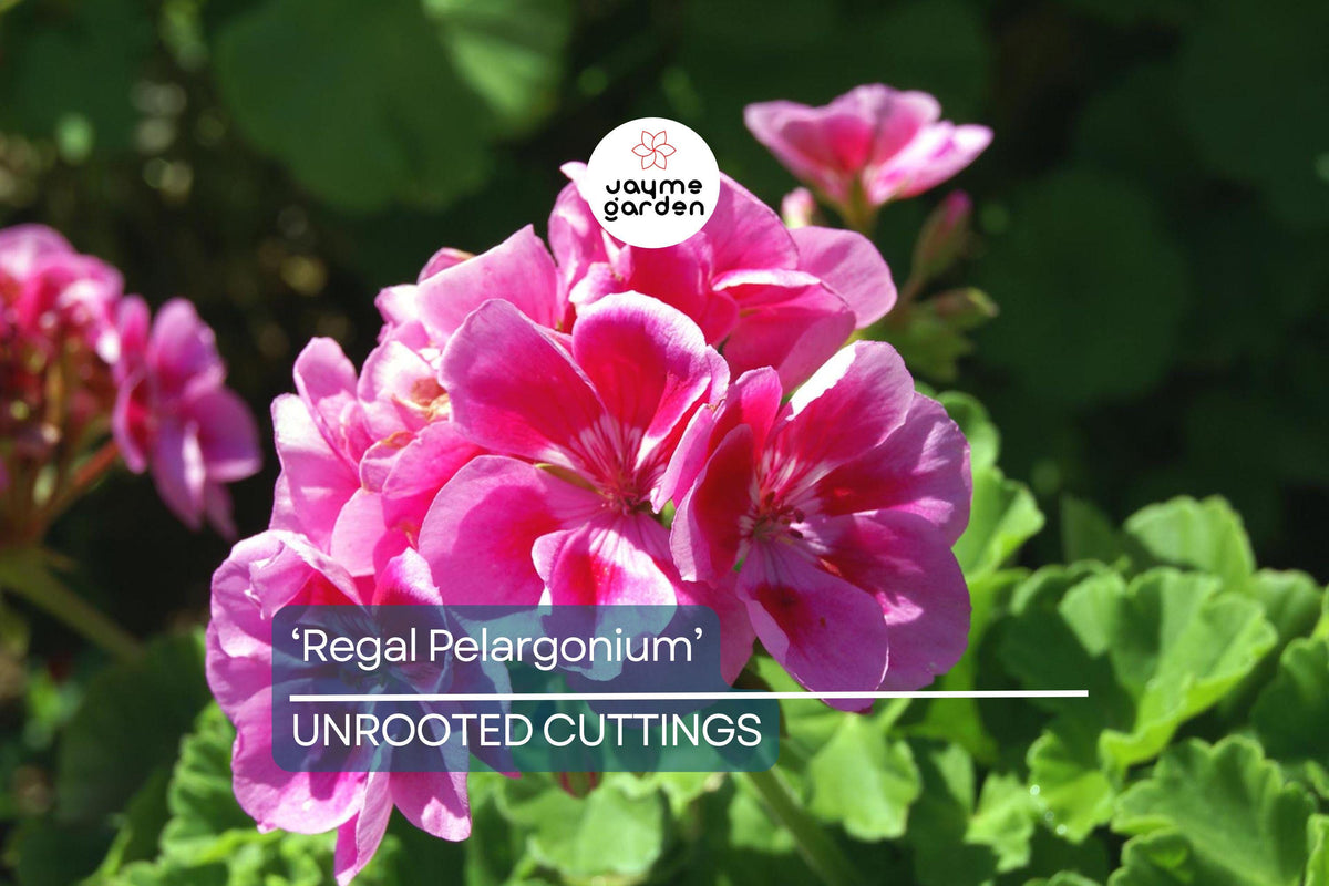 Organic Geranium Cuttings - 3 Fresh 'Regal Pelargonium' (Pelargonium × domesticum) - Easy Grow, Sun-Loving Outdoor Plants