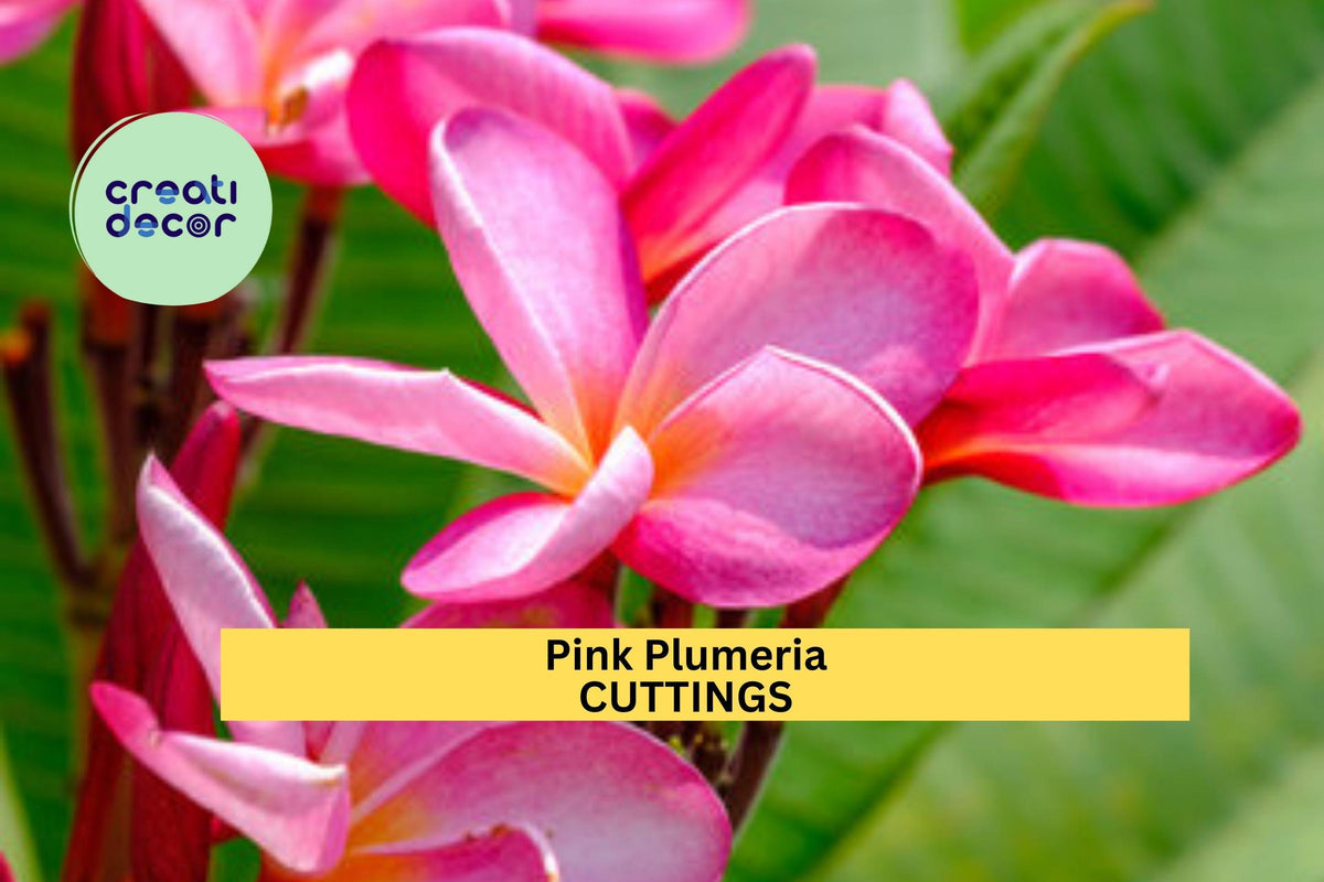 2 Pink Plumeria Cuttings | 10" Unrooted Frangipani Starters for Sunny Gardens & Patios