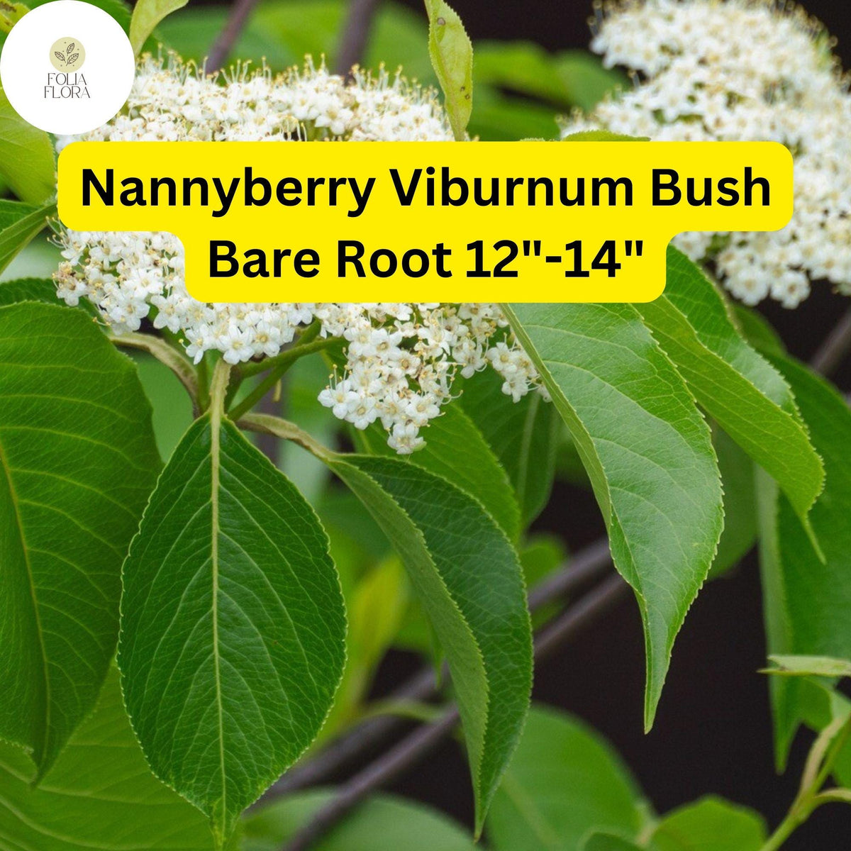 Nannyberry Viburnum Bush 12"-14" Live Bare Root Plant - Viburnum lentago, Fragrant Flowers, Edible Berries, Wildlife Friendly