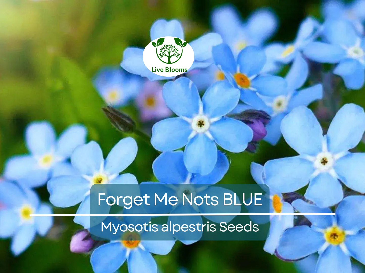 500 Seeds Forget Me Nots BLUE Perennial Flowers Non-GMO Myosotis for Gardens & Cut Flowers