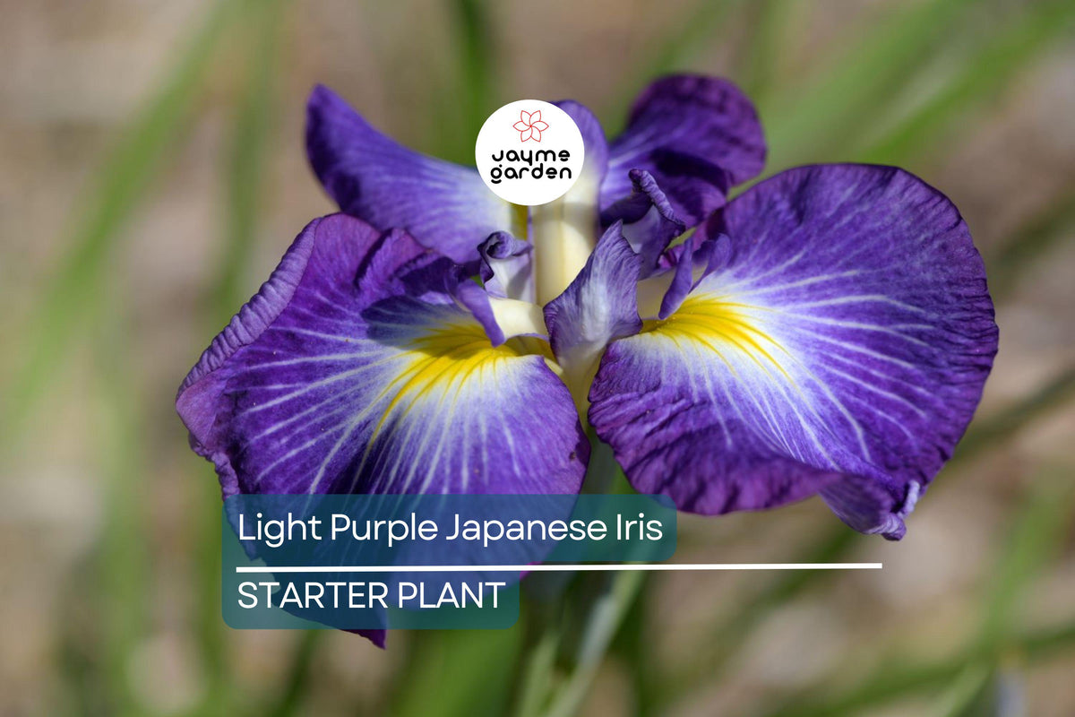Light Purple Japanese Iris Live Roots - Freshly Dug Bulbs (Iris ensata) - Hardy Perennial for Spring Blooming - Pack of 4