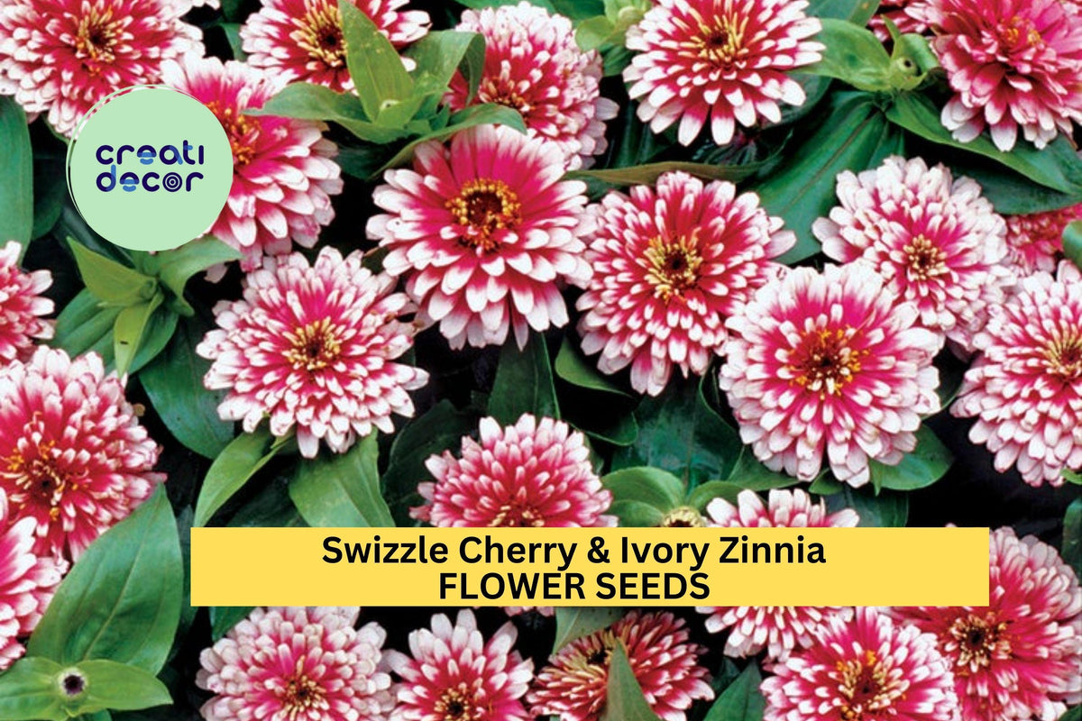 100+ Swizzle Cherry & Ivory Zinnia Seeds – Bi-Color Compact Blooms for Garden Beds & Containers