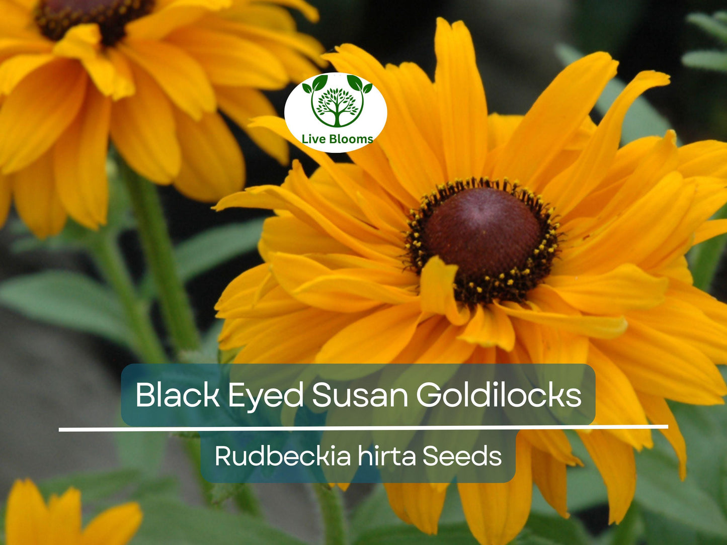 100 Seeds Black Eyed Susan Goldilocks Rudbeckia Double Blooms - Rare Non-GMO Perennial Flowers