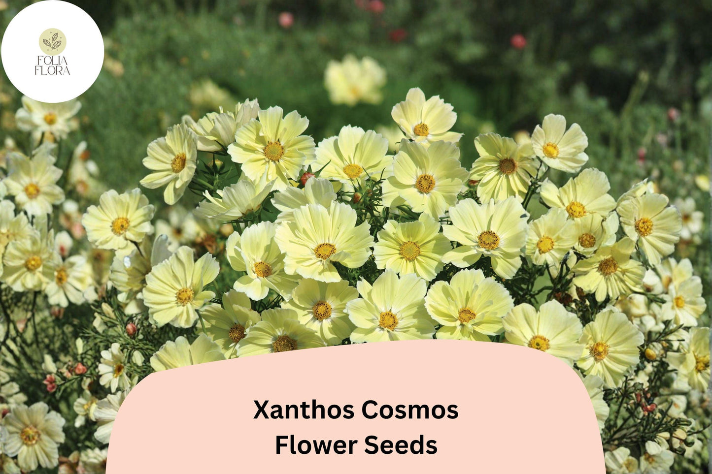 200+ Xanthos Cosmos Seeds | Pale Yellow Cosmos bipinnatus | Easy Annual Flower for Pollinators & Borders