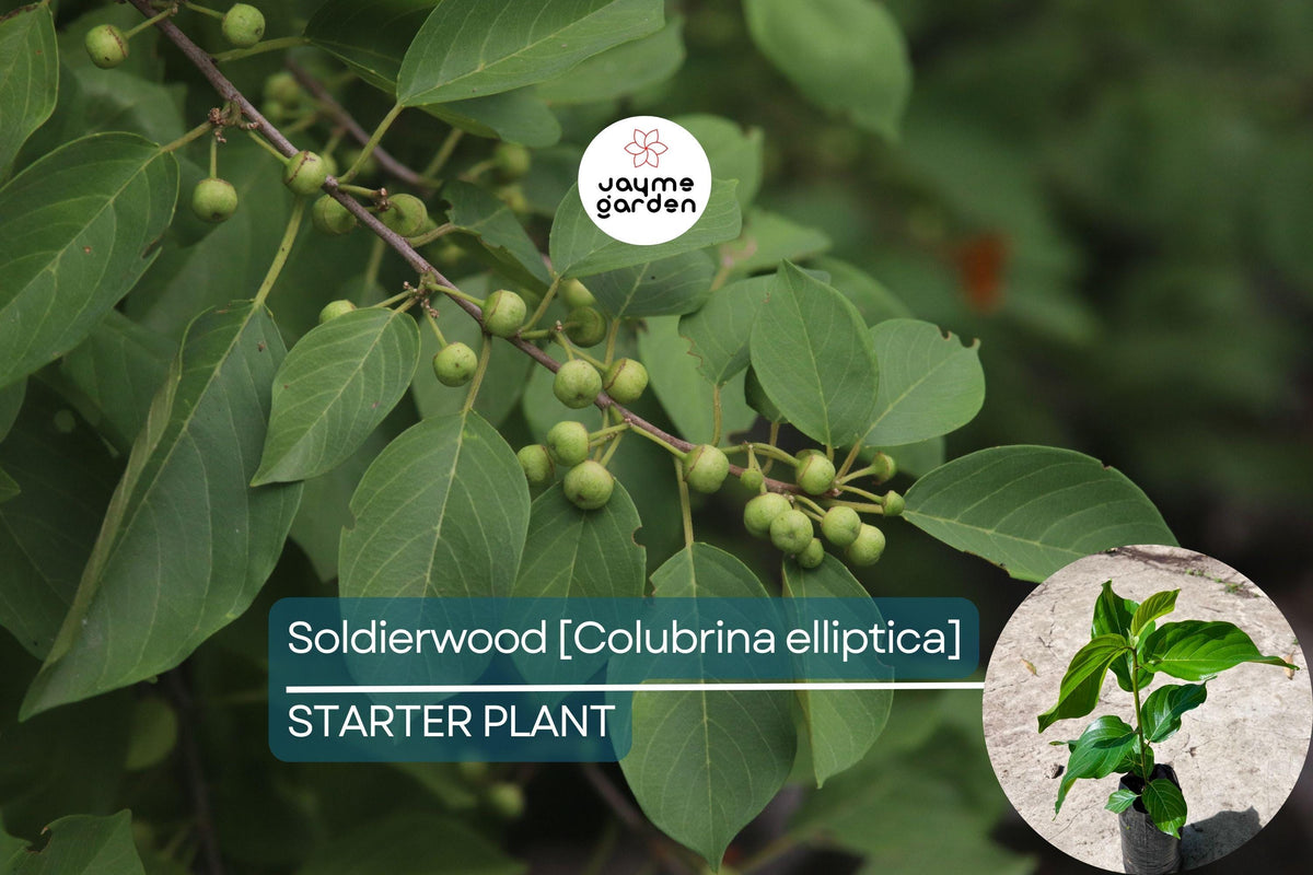 Soldierwood Tree Live Starter Plant 12-24" | Colubrina Elliptica | Wildlife-Friendly Tropical Evergreen for Coastal Gardens
